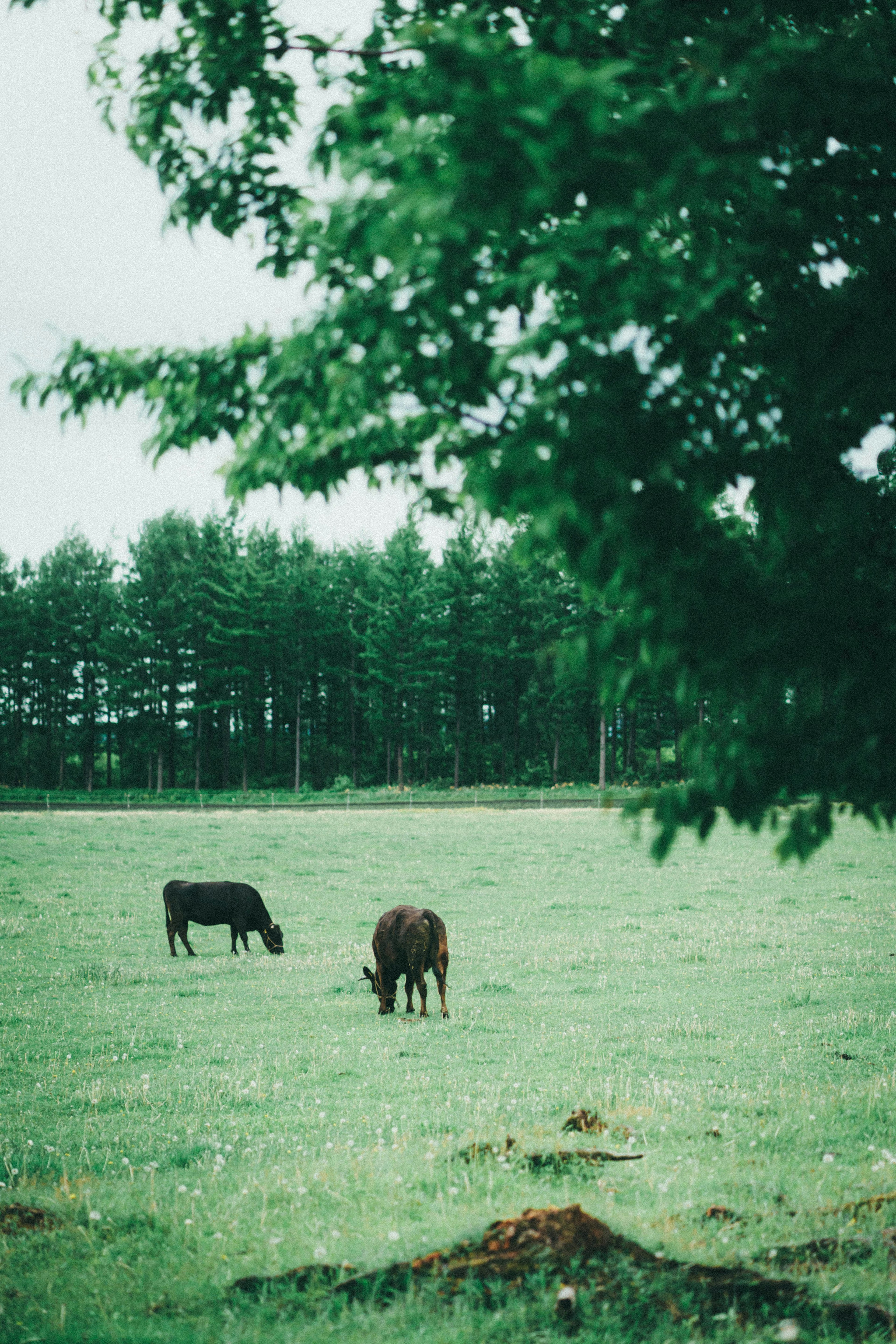 Two cows grazing in a green pasture with trees in the background