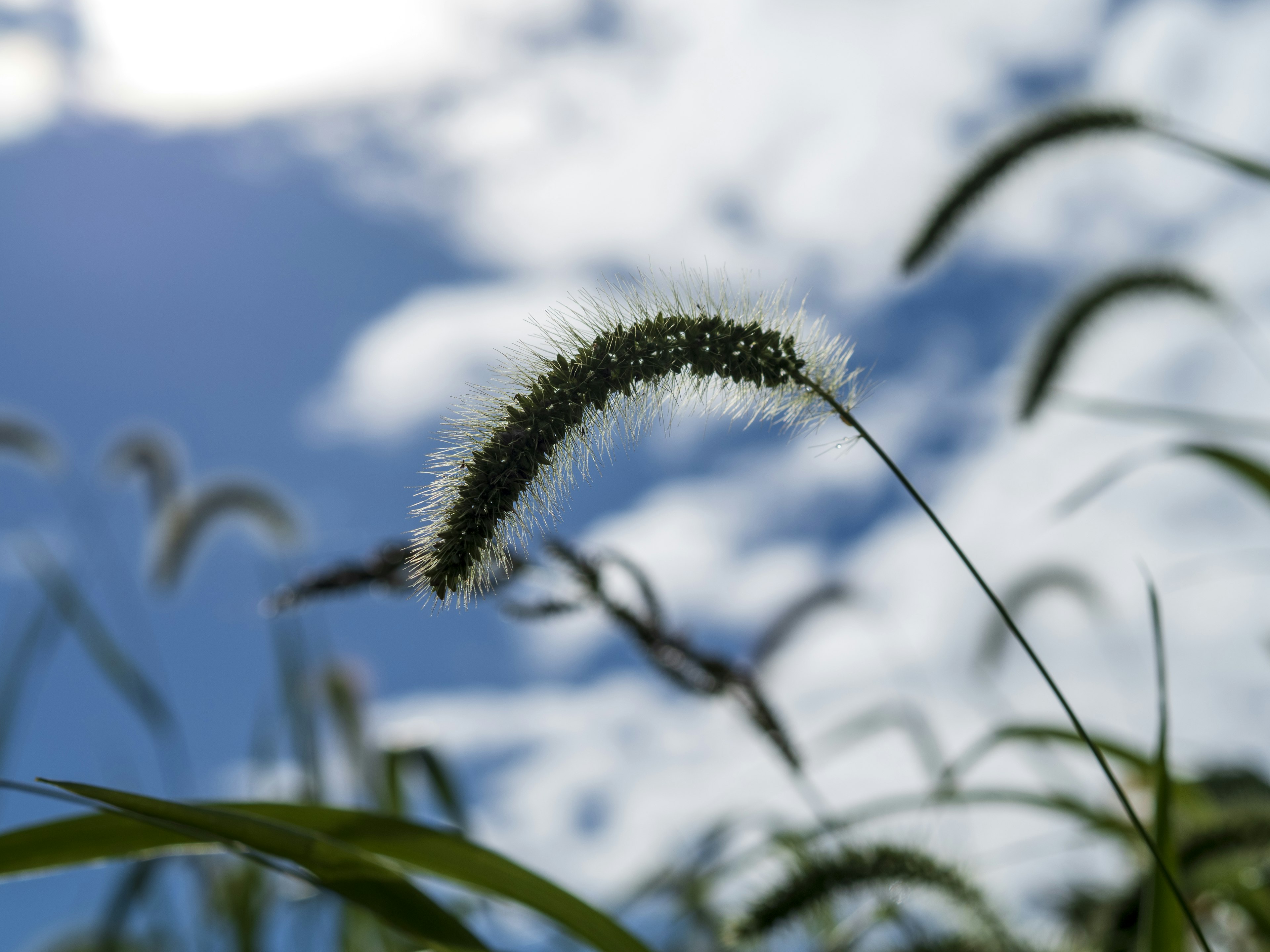 青空の下で緑の草が揺れる様子と白い雲