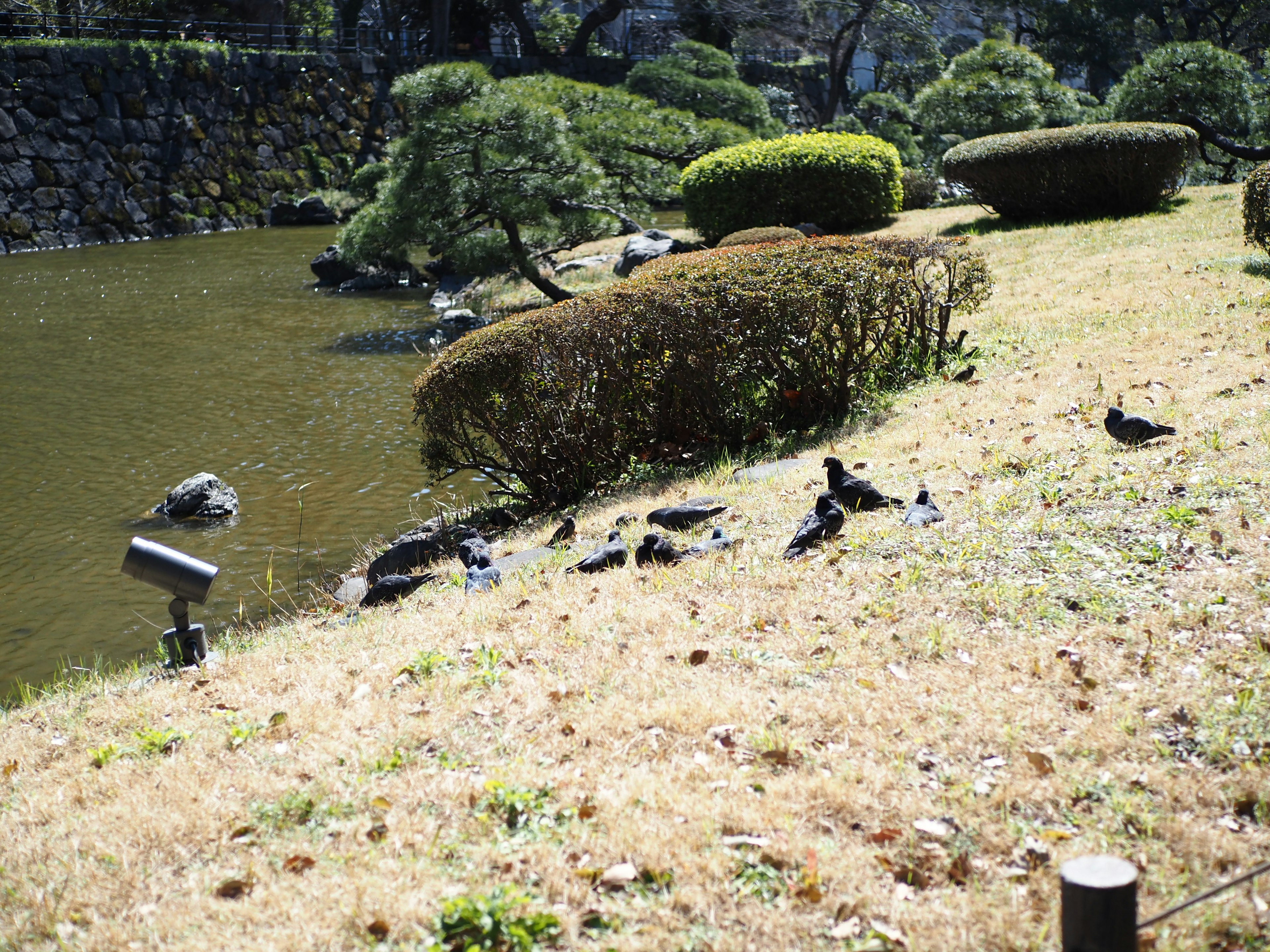 池のほとりにいるカラスたちと整えられた庭の景観