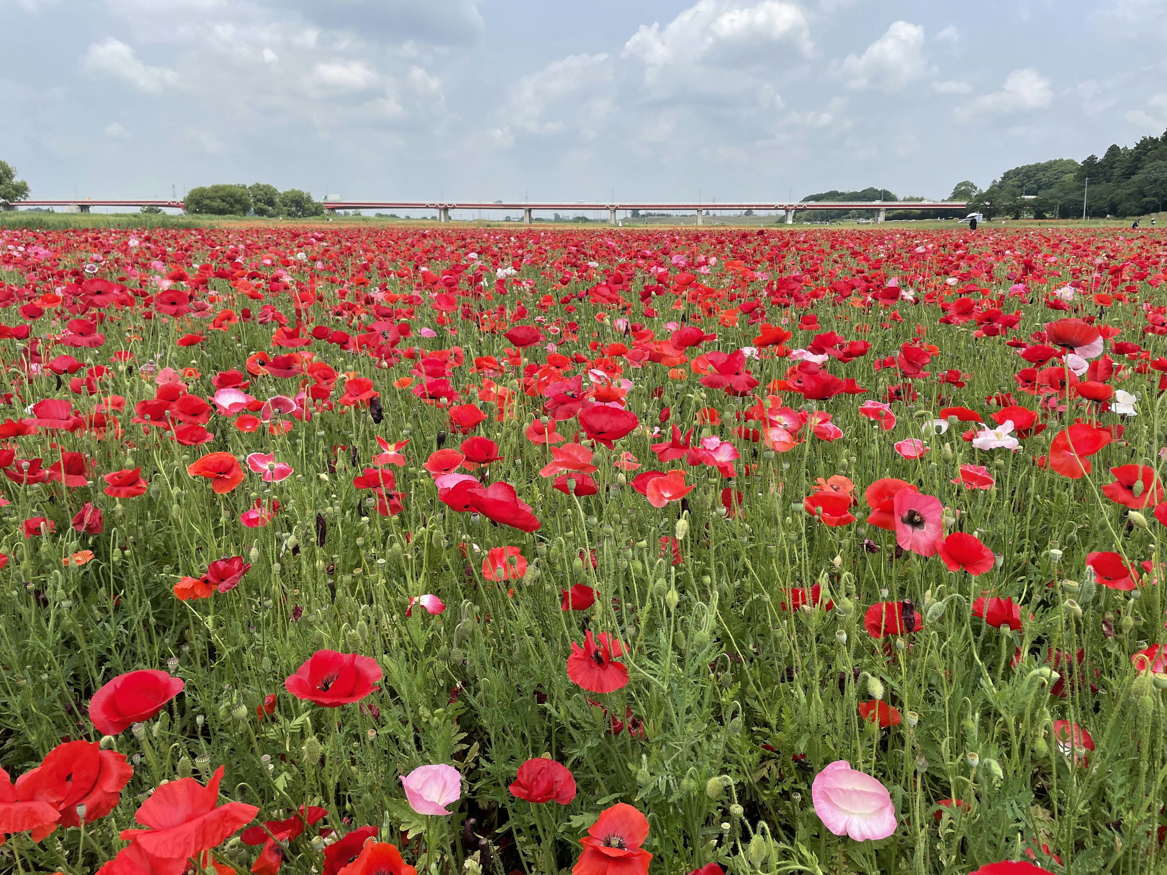 Vast field of colorful flowers in full bloom