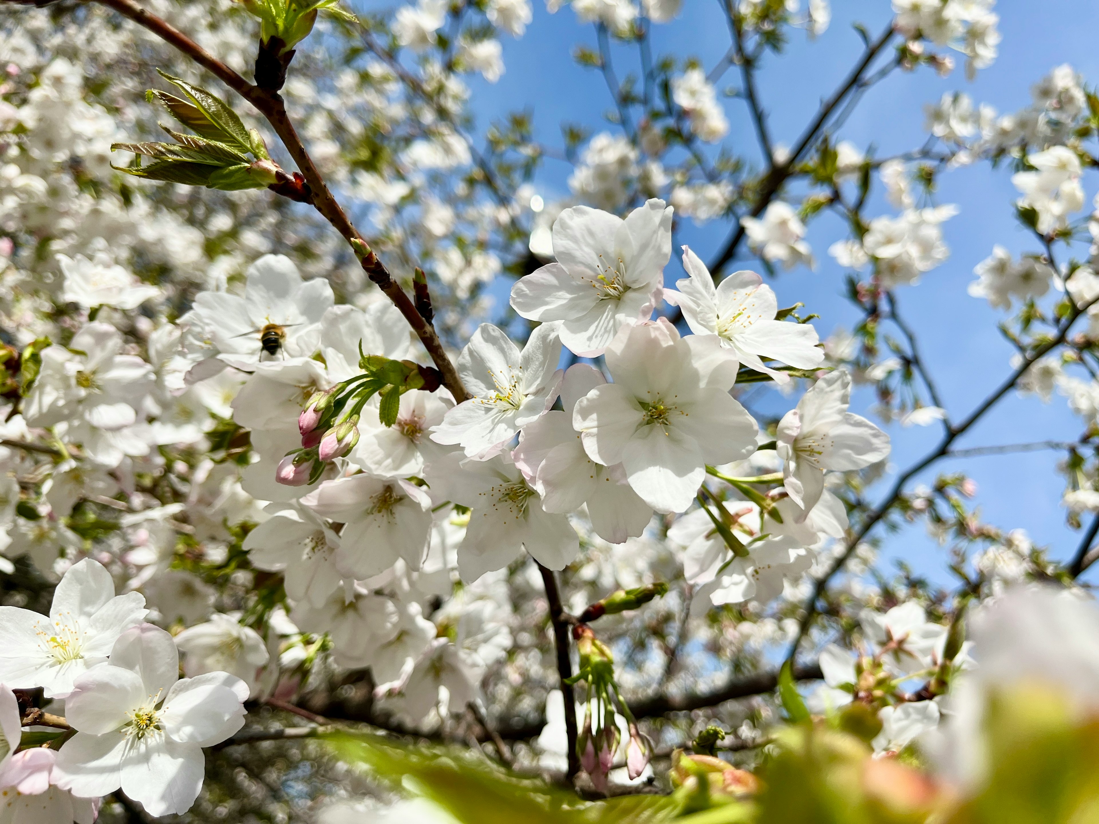 Close-up of white cherry blossoms on a tree with blue sky background