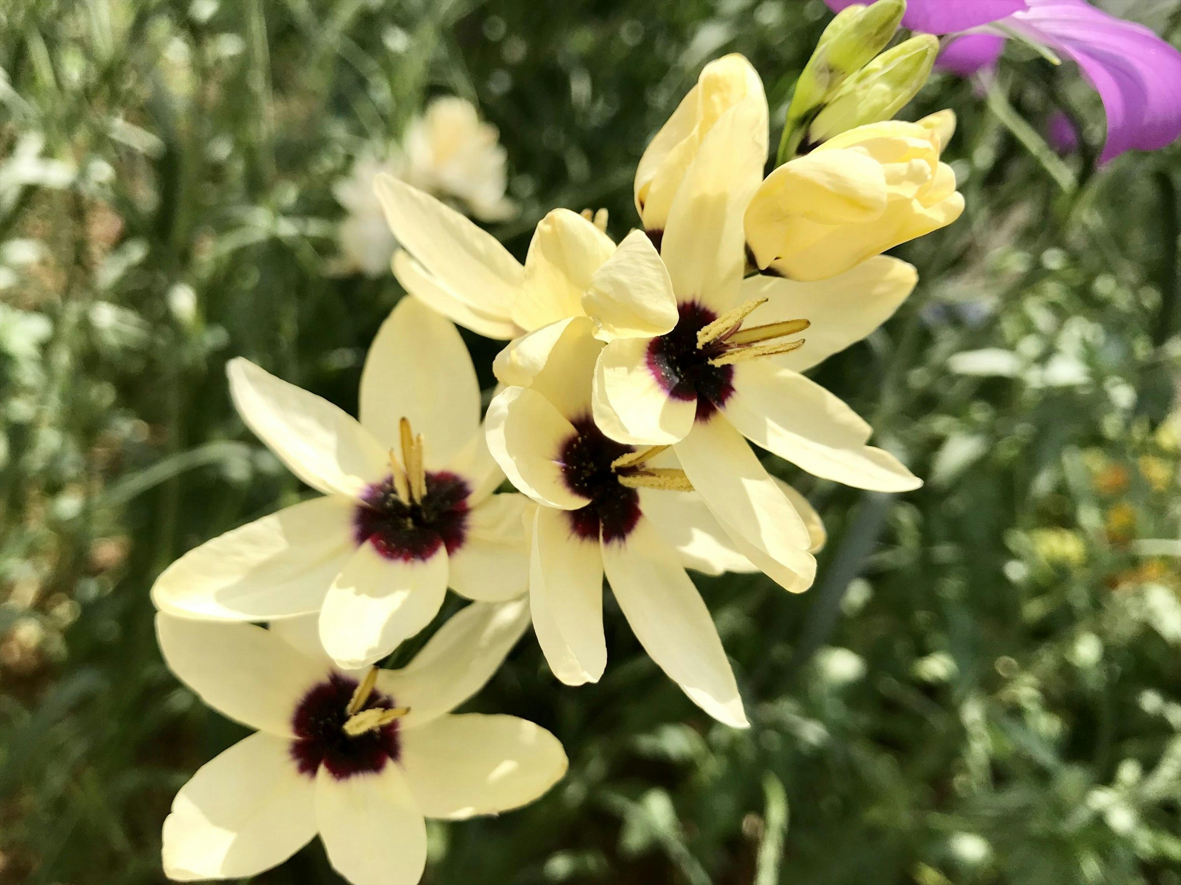 黄色い花びらに黒い中心を持つ花のクローズアップ