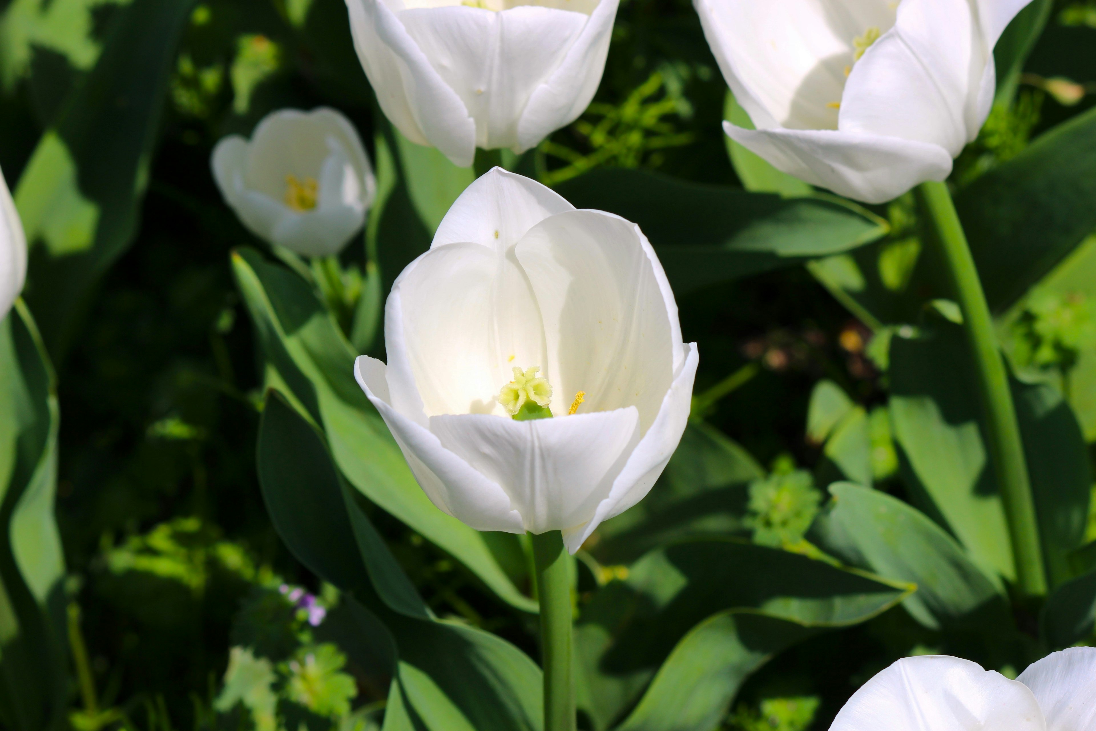 Fiori di tulipani bianchi che fioriscono tra foglie verdi