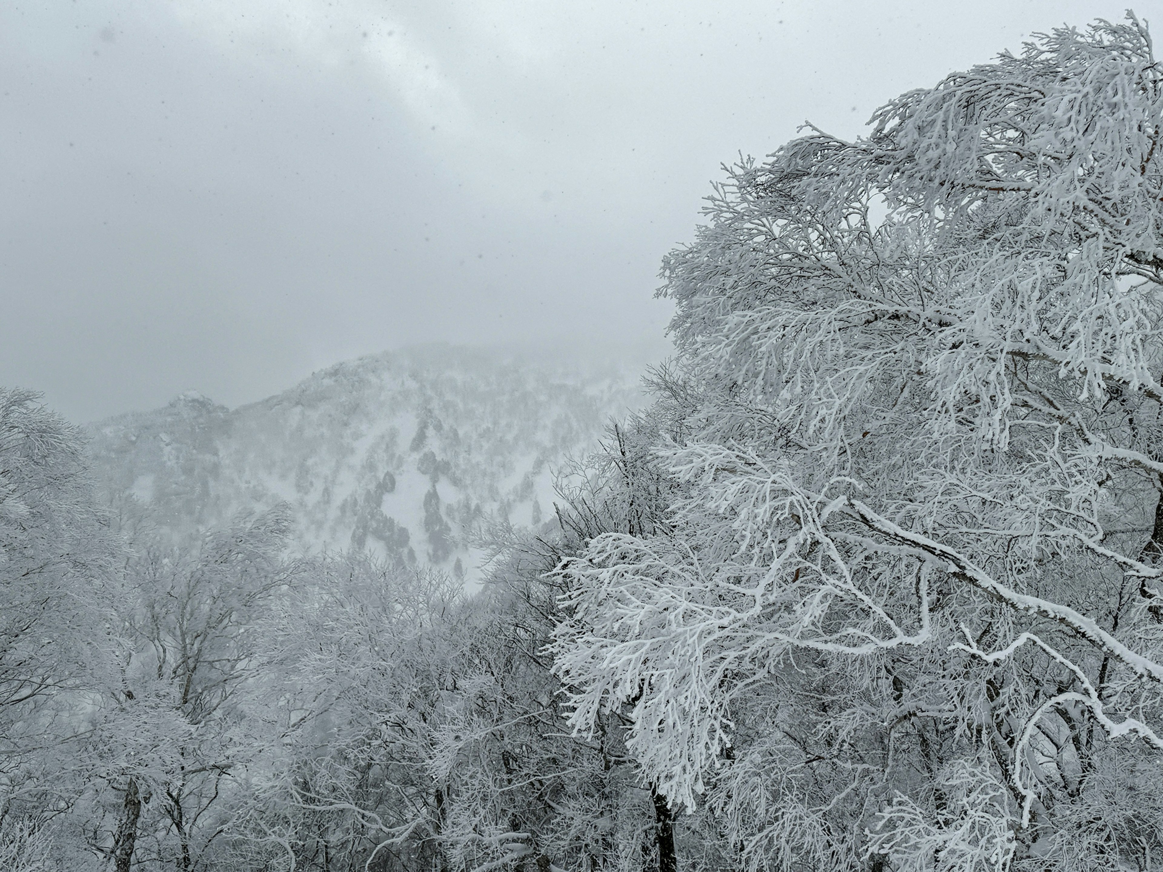 Árboles cubiertos de nieve y paisaje montañoso