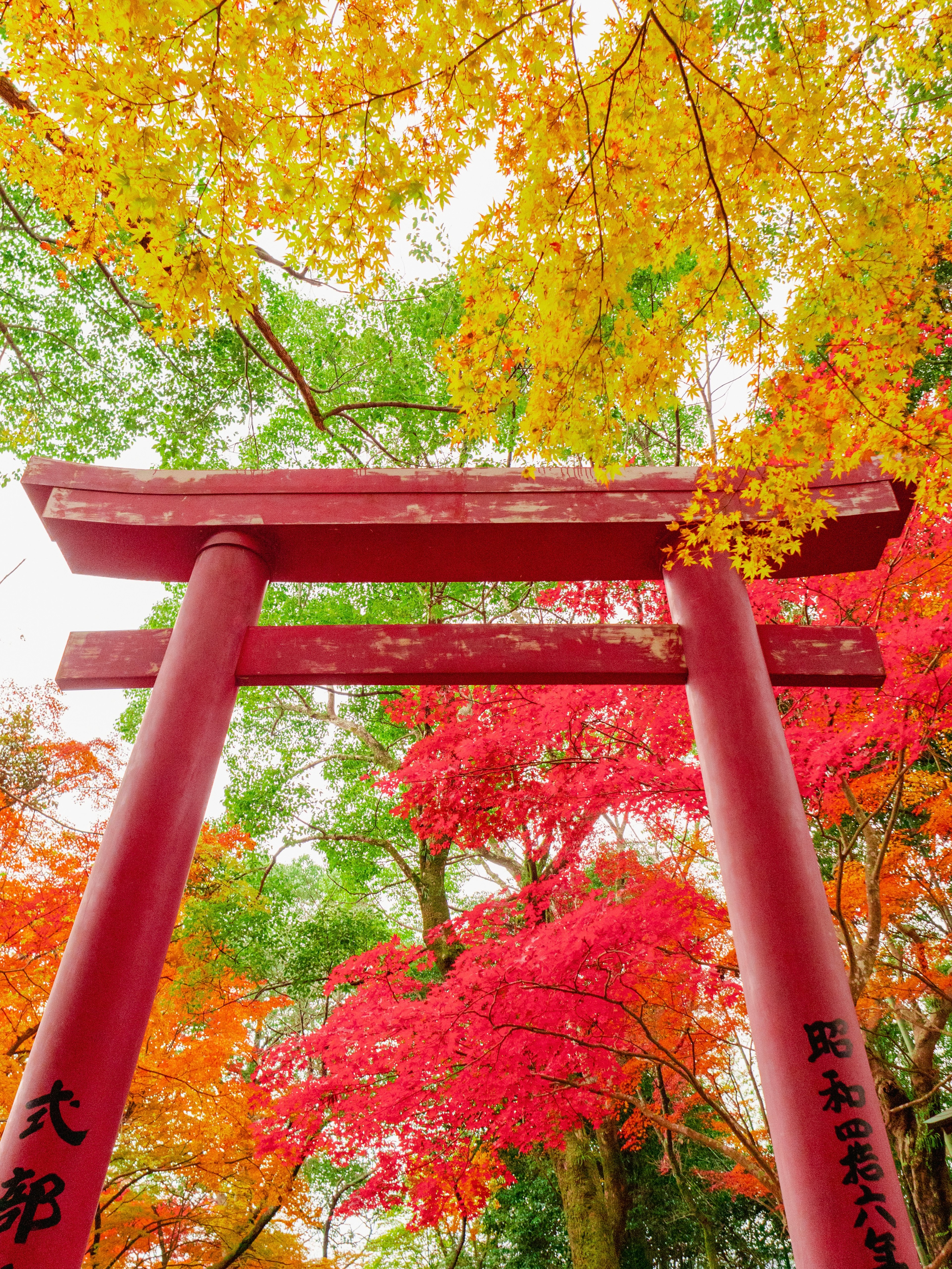 赤い鳥居と秋の紅葉が美しい風景