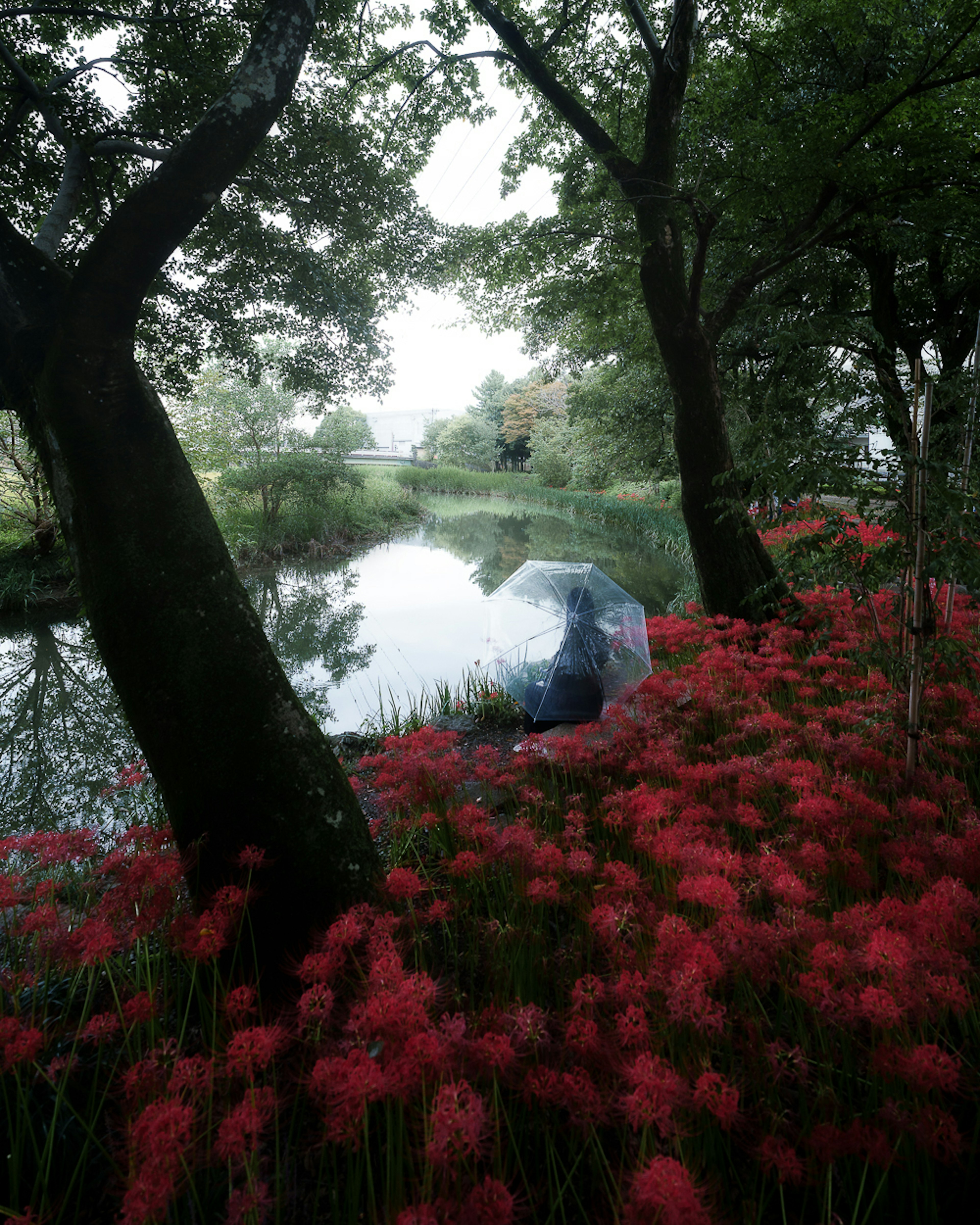 一个人在池塘边，周围是生动的红色花朵，手持雨伞