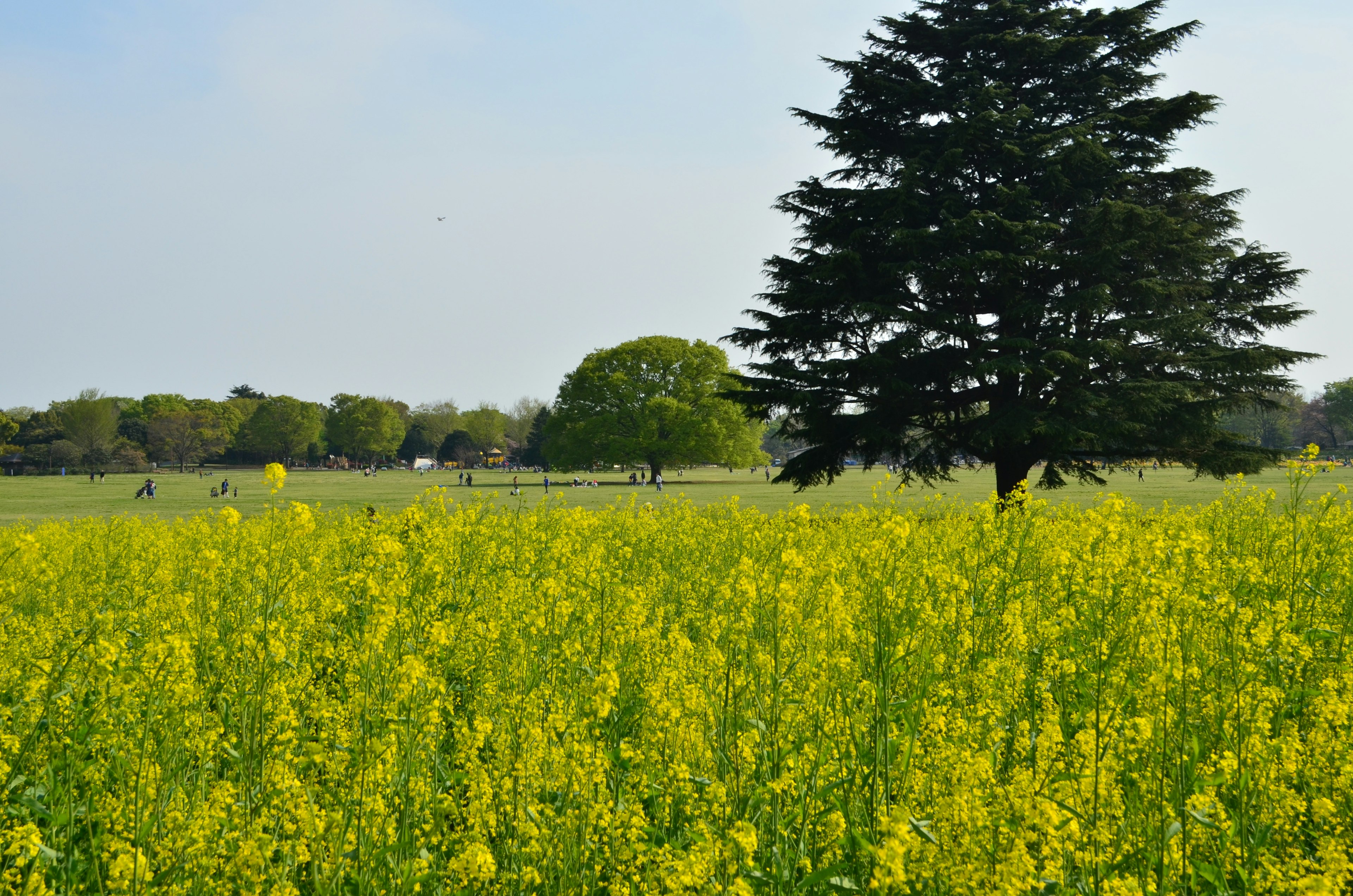 Wide landscape featuring green trees and a field of yellow flowers