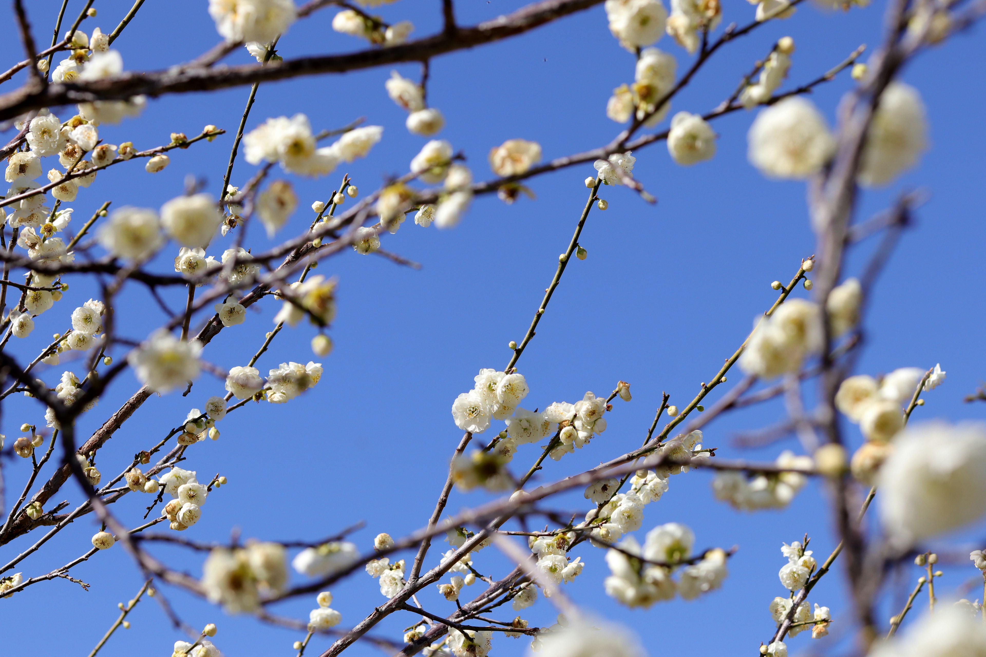 Rami con fiori bianchi contro un cielo blu