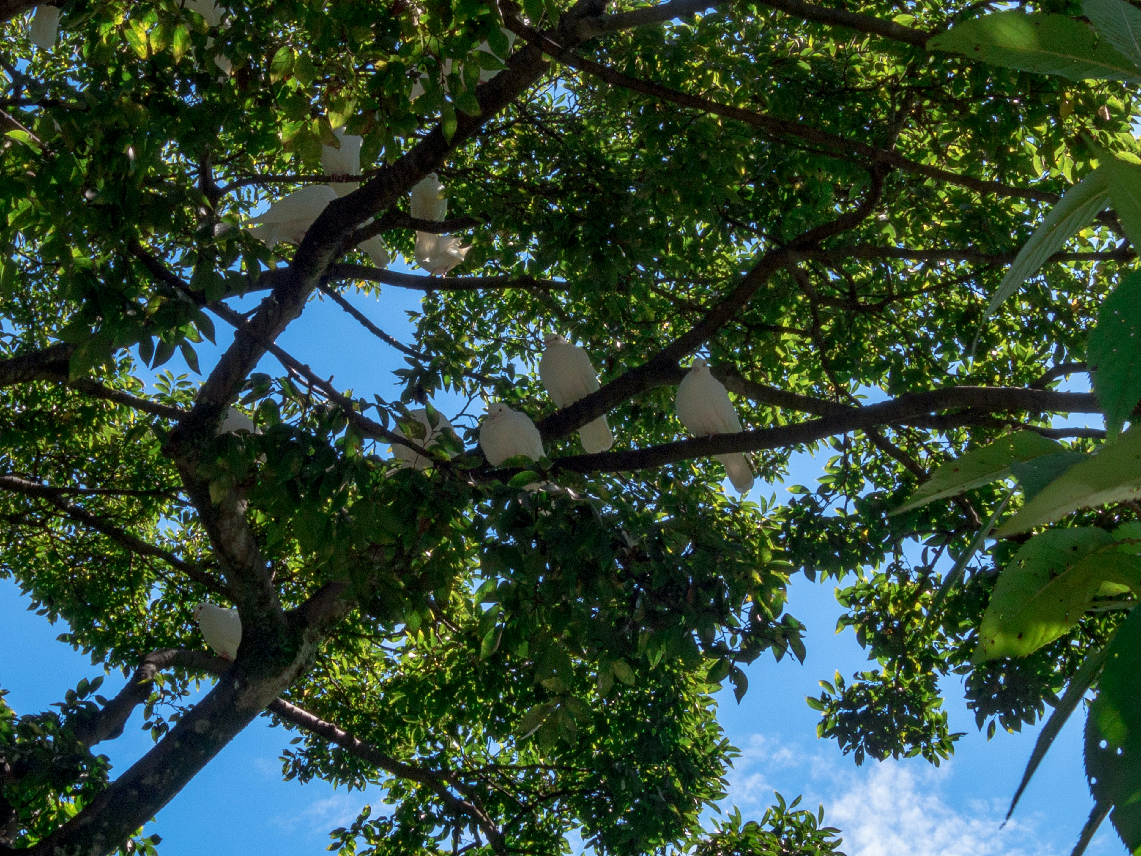 Branches d'arbres verts luxuriants avec des fruits blancs suspendus sous un ciel bleu