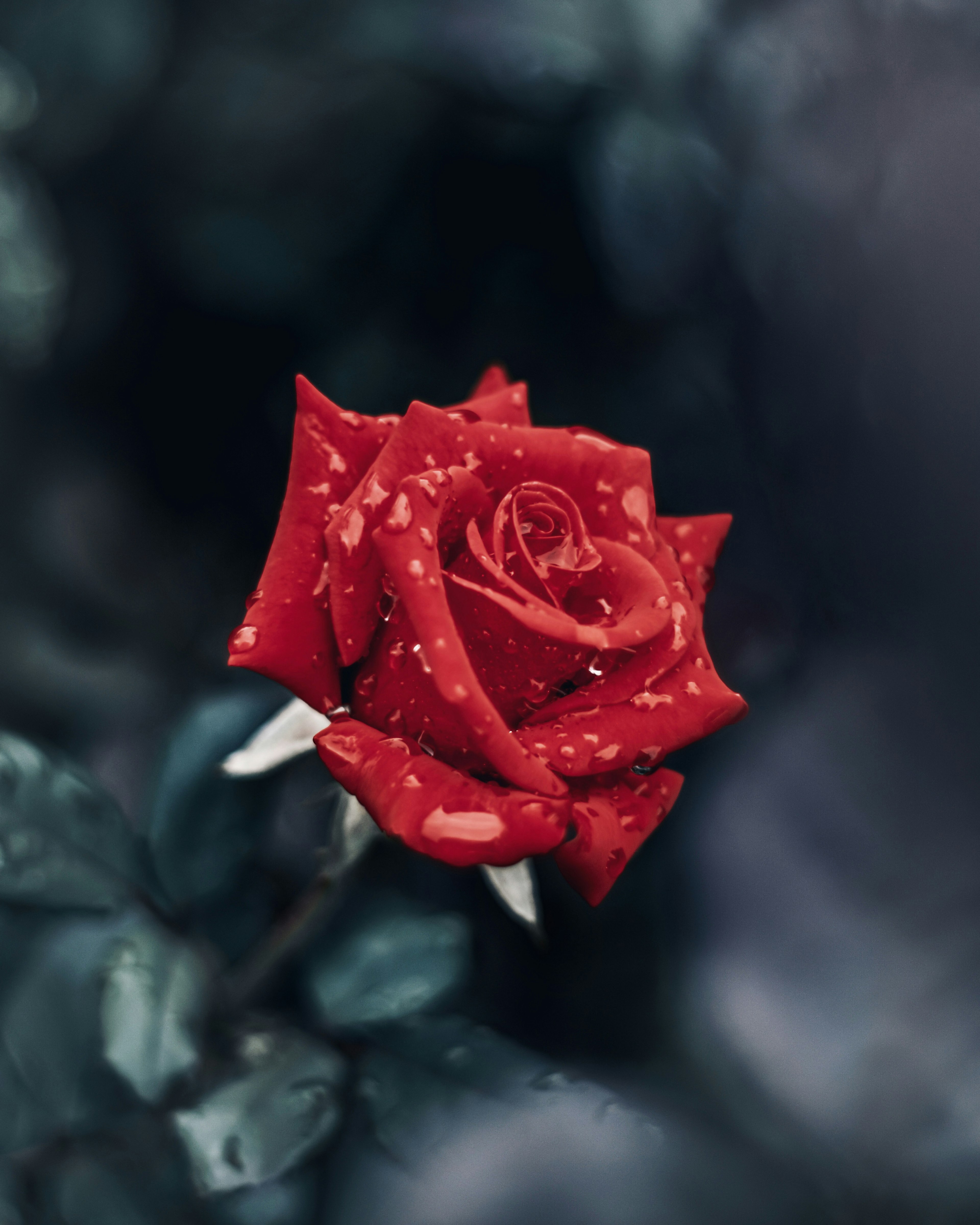 Hermosa rosa roja con gotas de agua