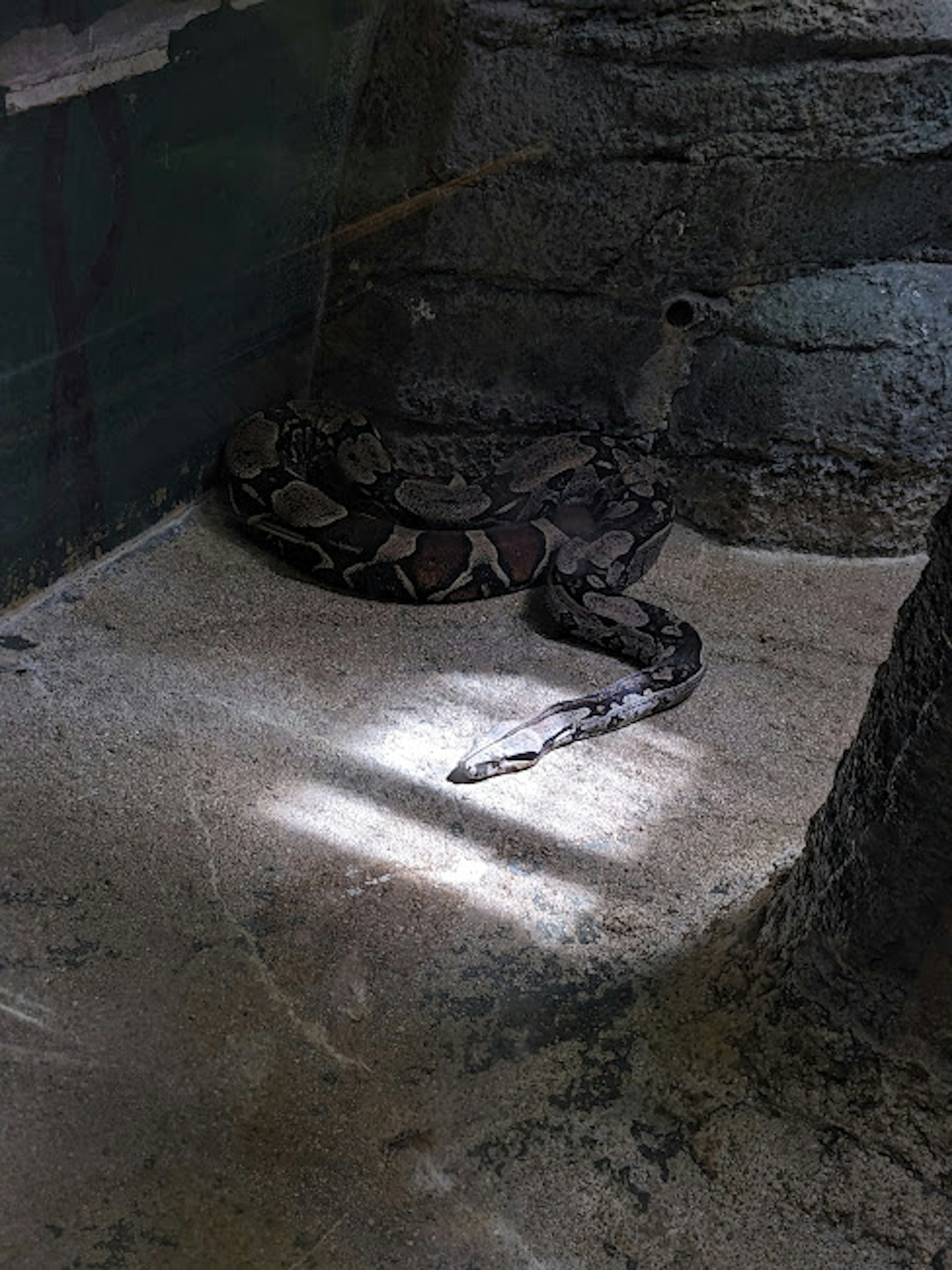 A snake resting near rocks in a dimly lit environment