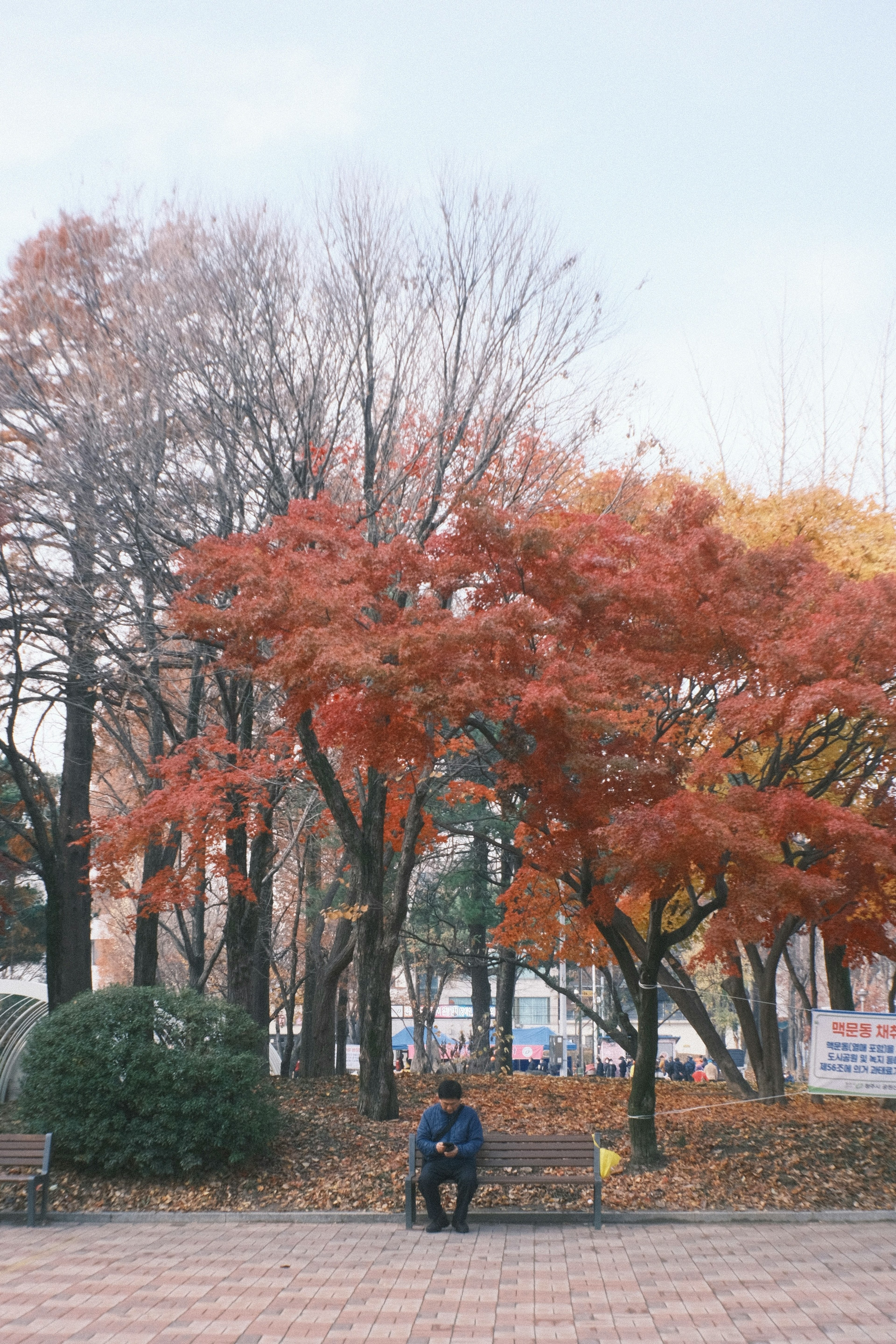 秋の公園でベンチに座る男性と色づいた木々