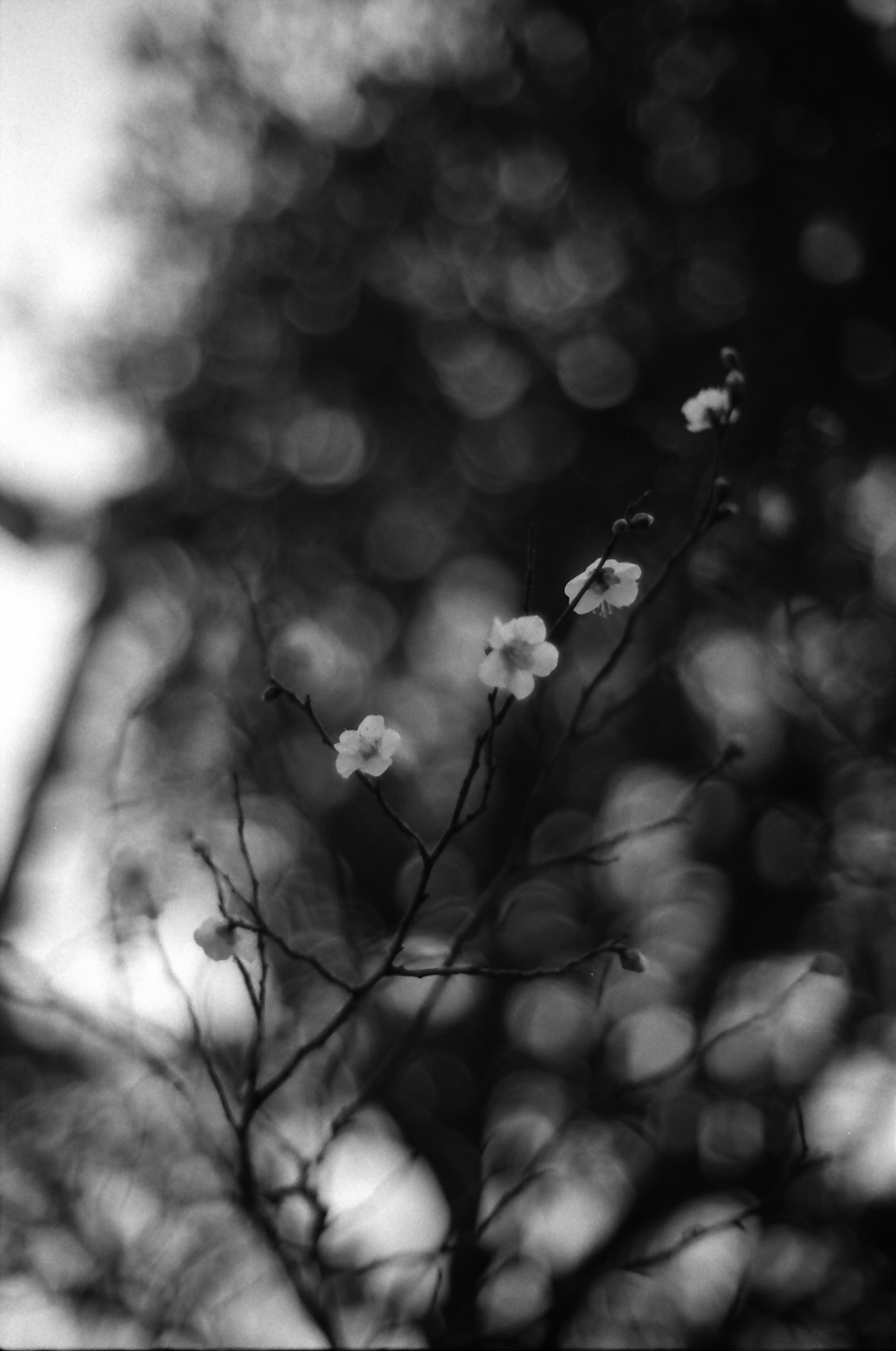 Blurry black and white image of white flowers against a dark background