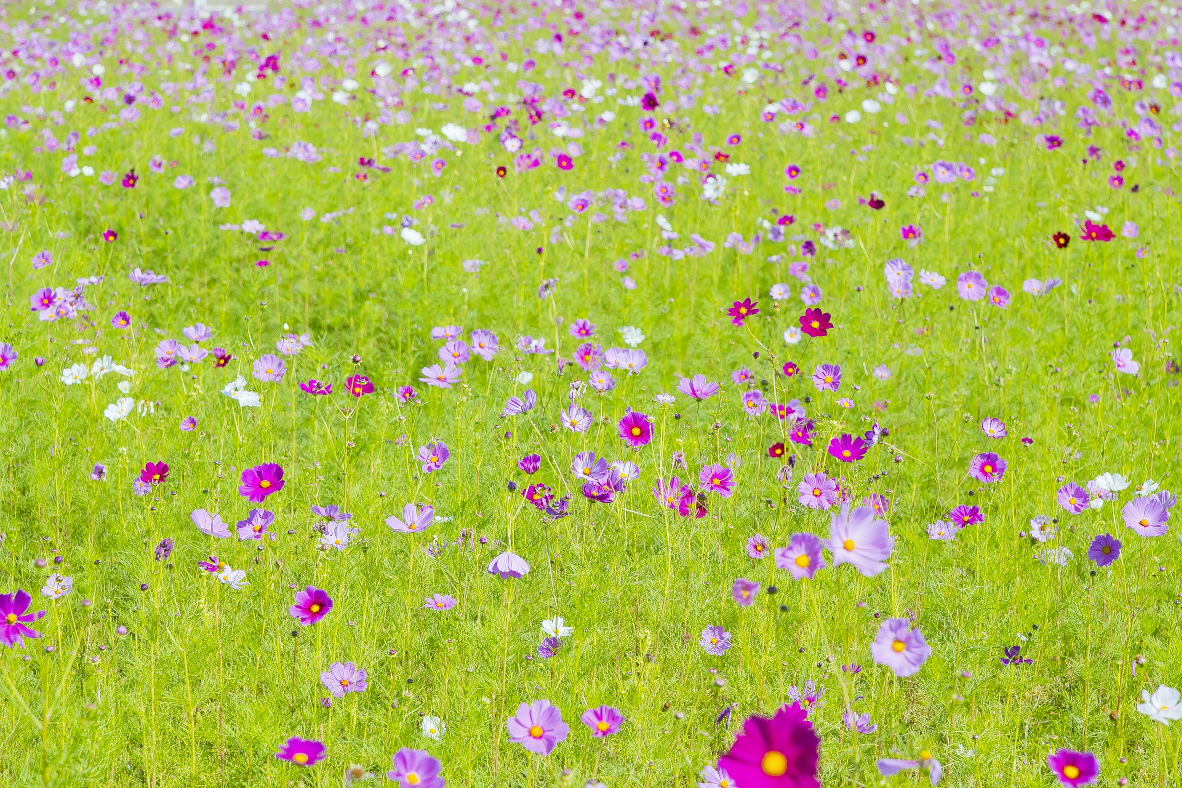 Fiori colorati che sbocciano in un prato verde