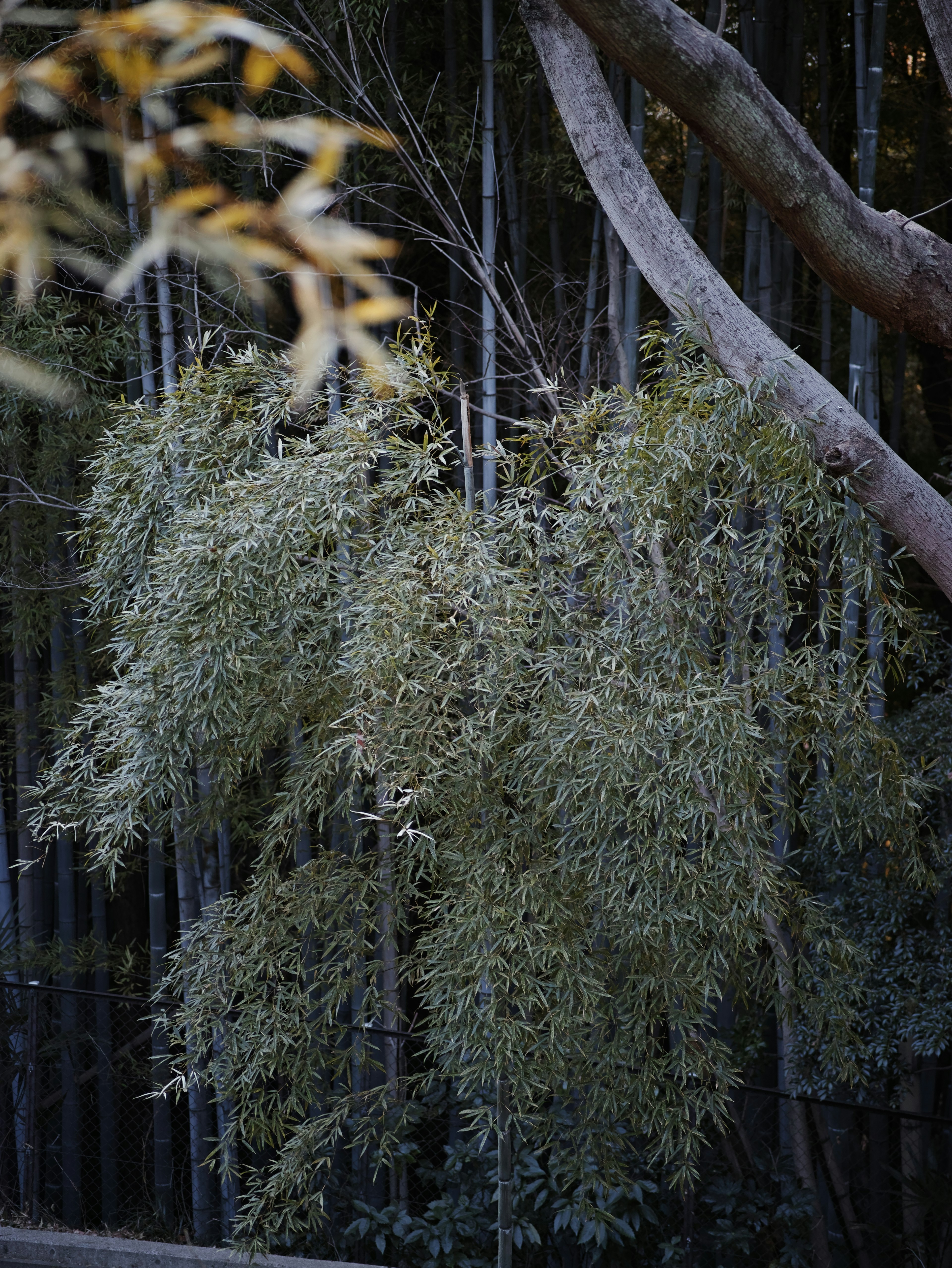 Hojas verdes exuberantes en un bosque de bambú con troncos de árboles