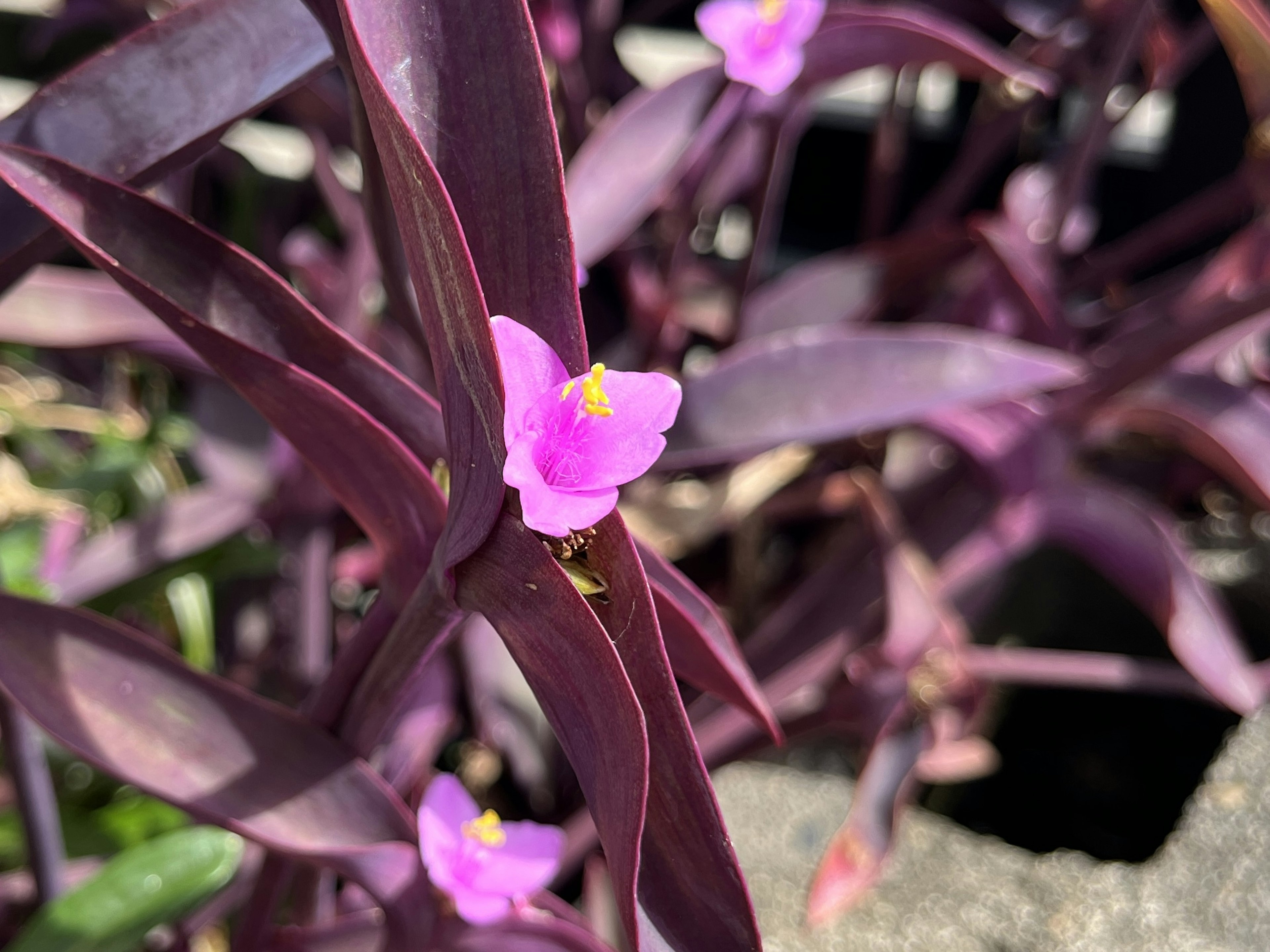 紫色の葉に小さなピンクの花が咲いている植物のクローズアップ