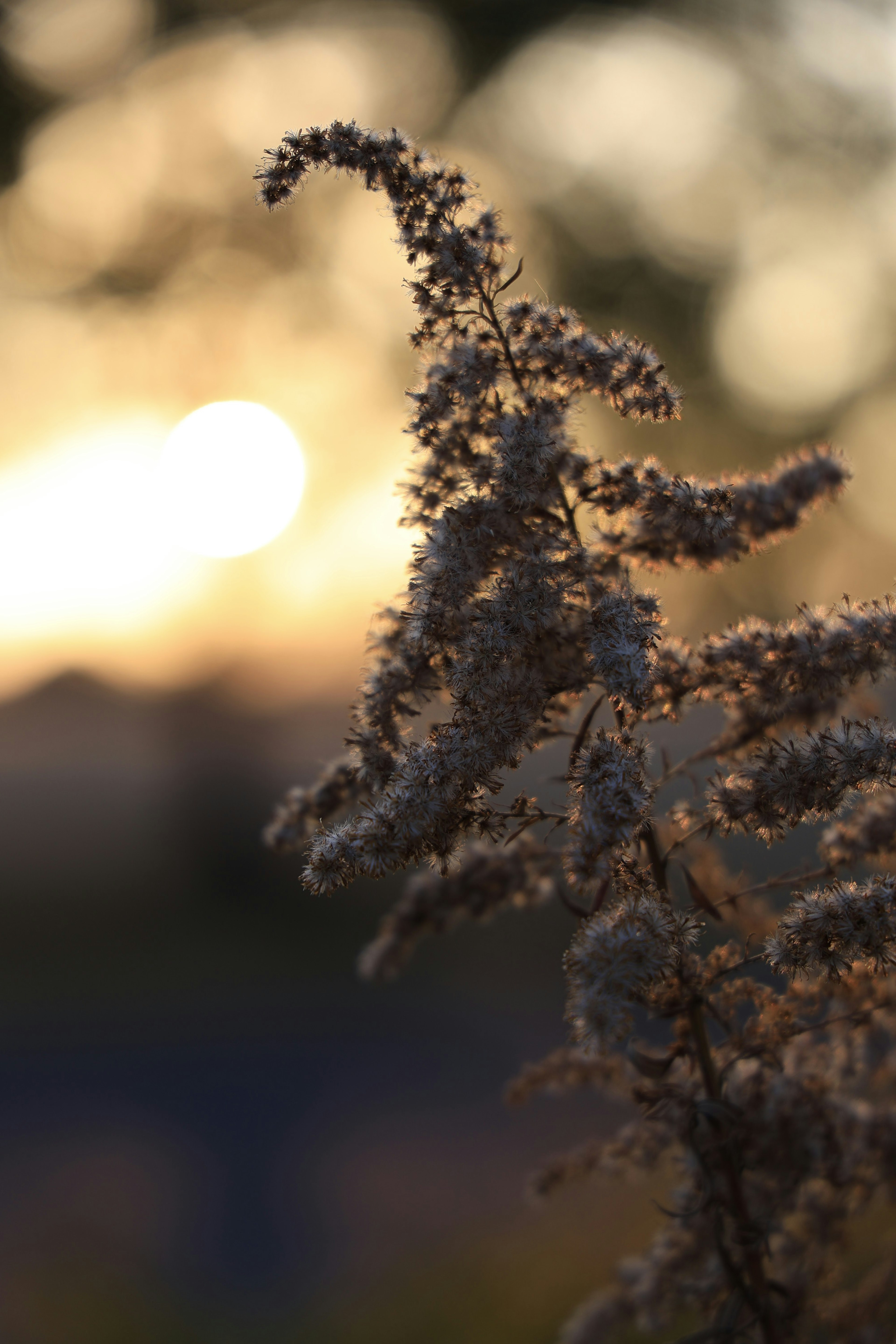 Silhouette of a plant backlit by sunset