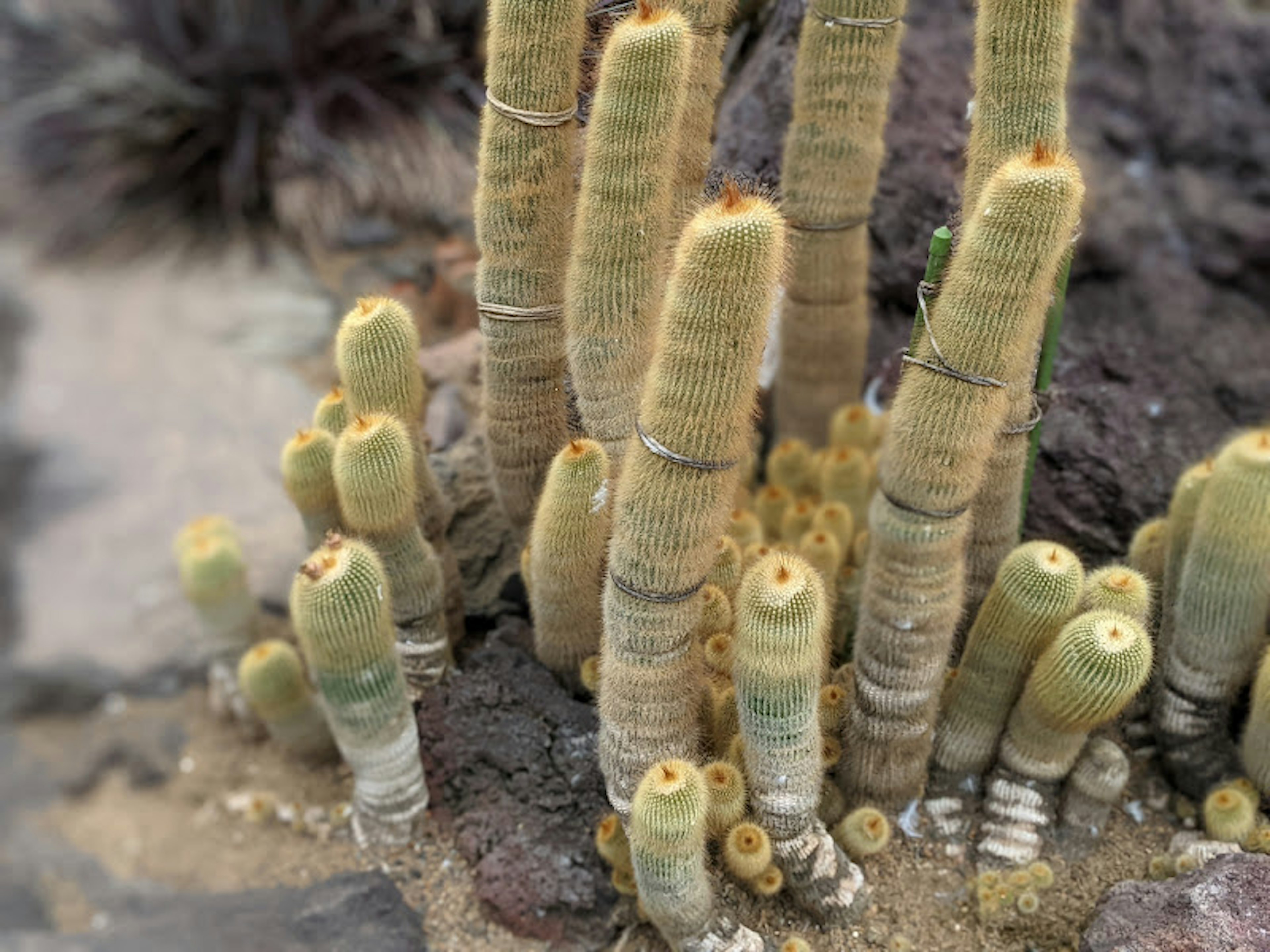 Cluster of unique-shaped cacti in a rocky environment