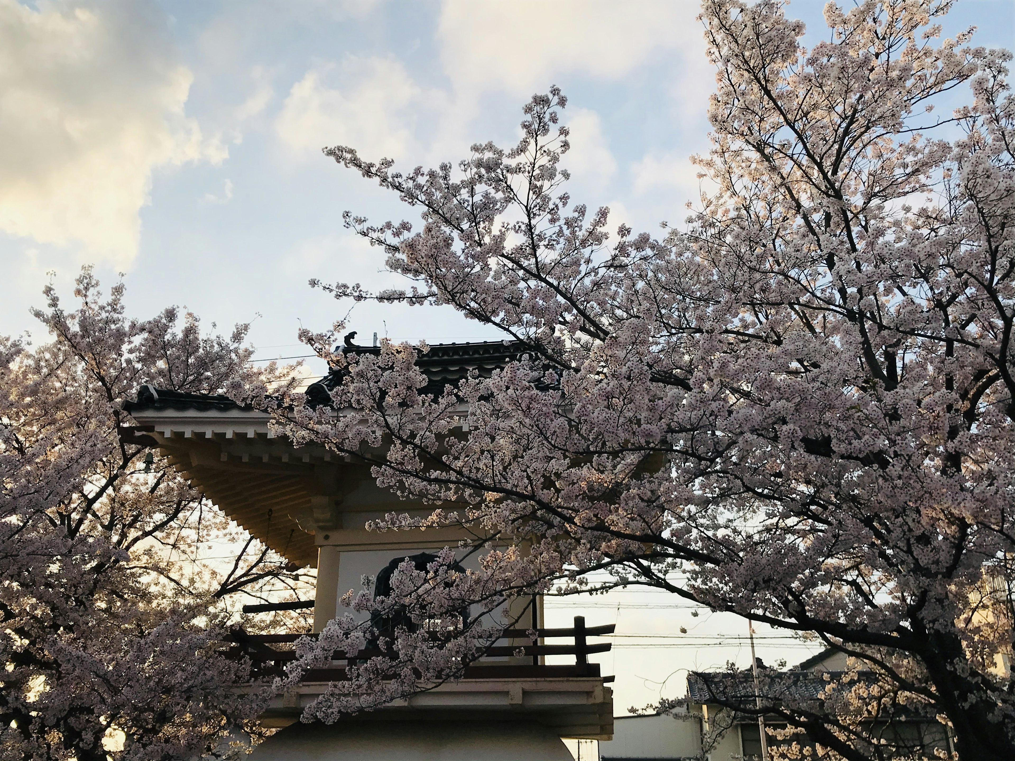 Bâtiment traditionnel entouré d'arbres en fleurs de cerisier et ciel bleu