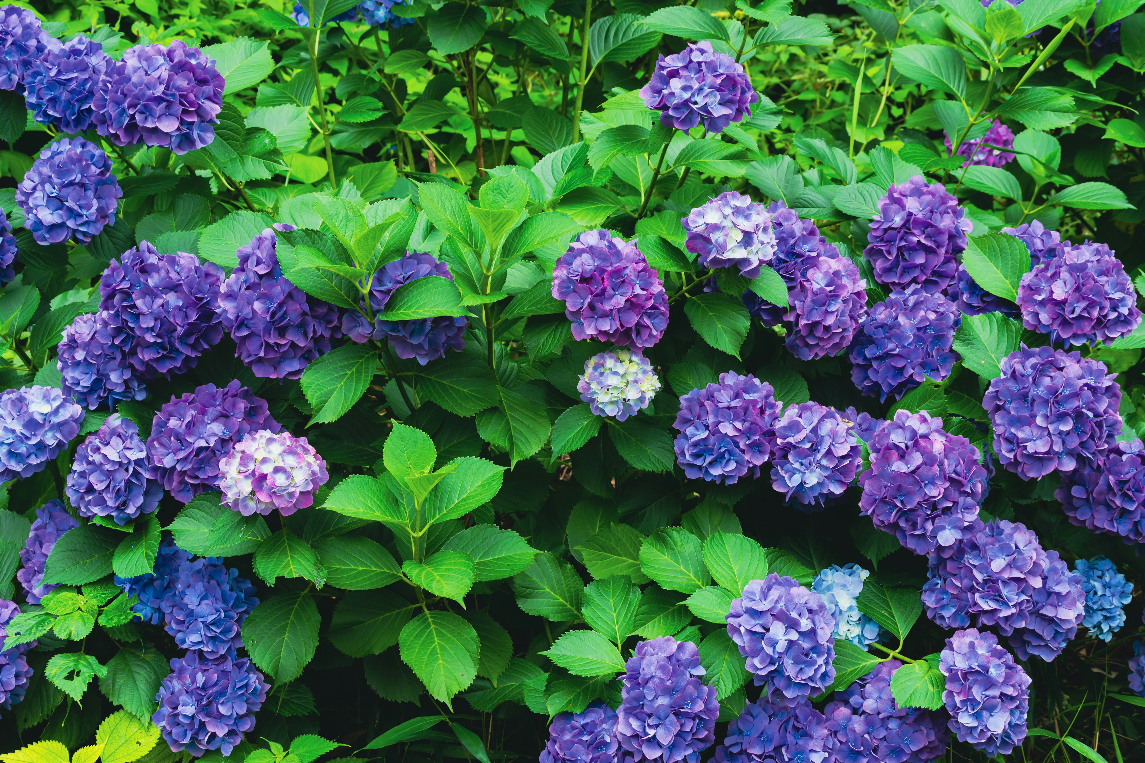 Sekelompok bunga hydrangea ungu yang subur dikelilingi daun hijau