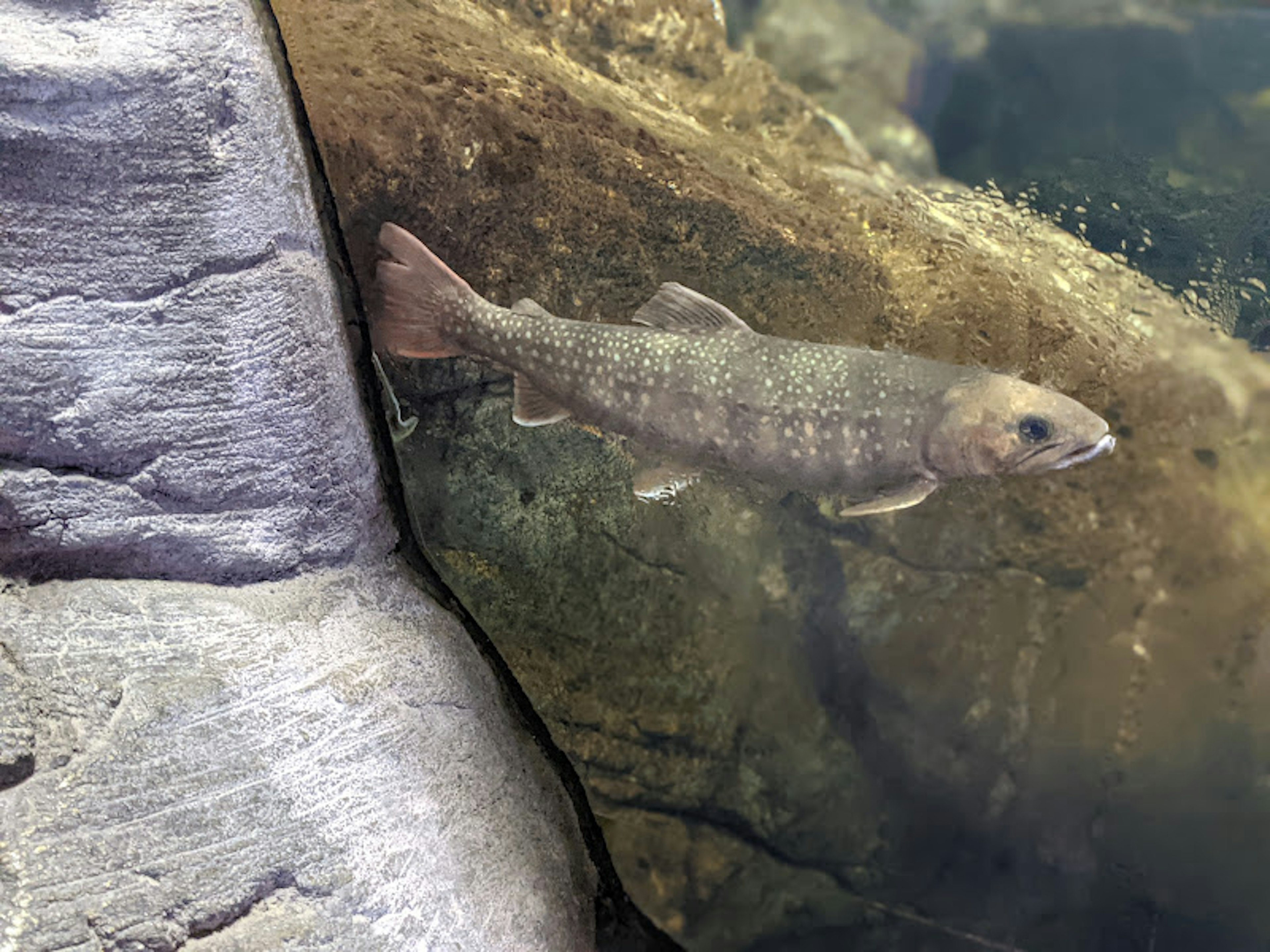 Fish swimming underwater near a rocky surface