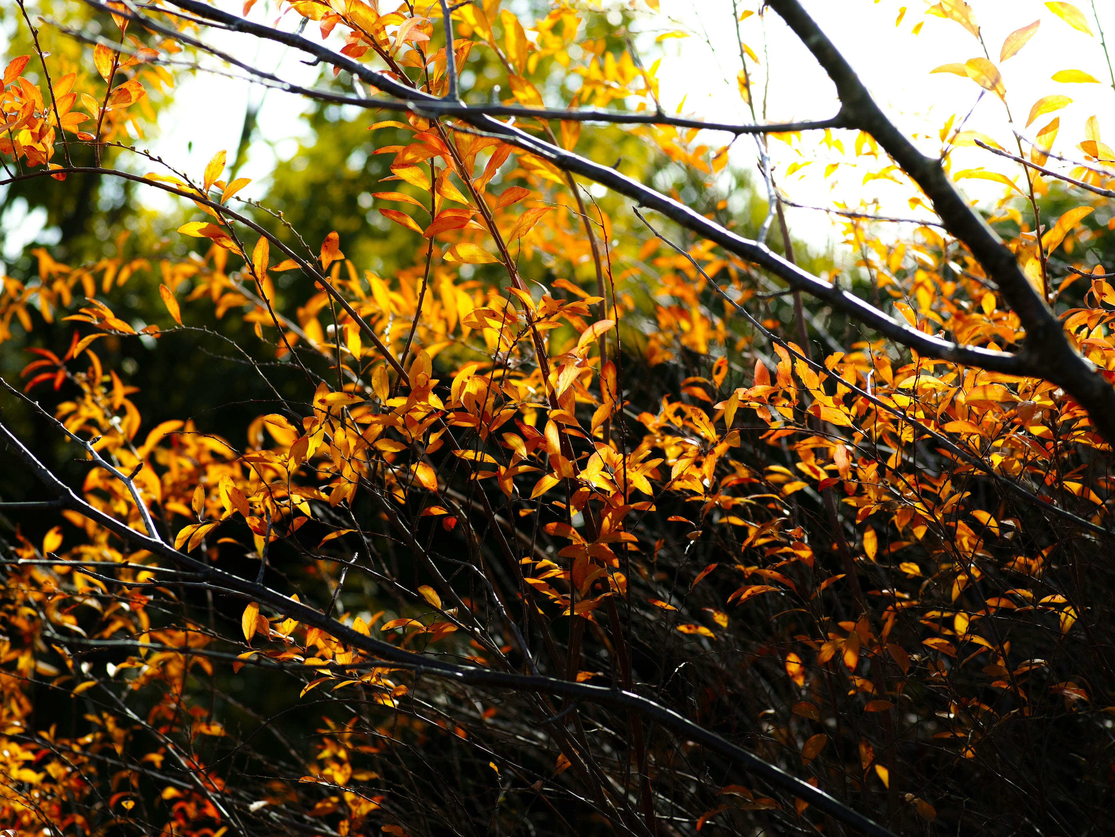 Belle scène naturelle avec des feuilles d'automne et des branches contrastantes