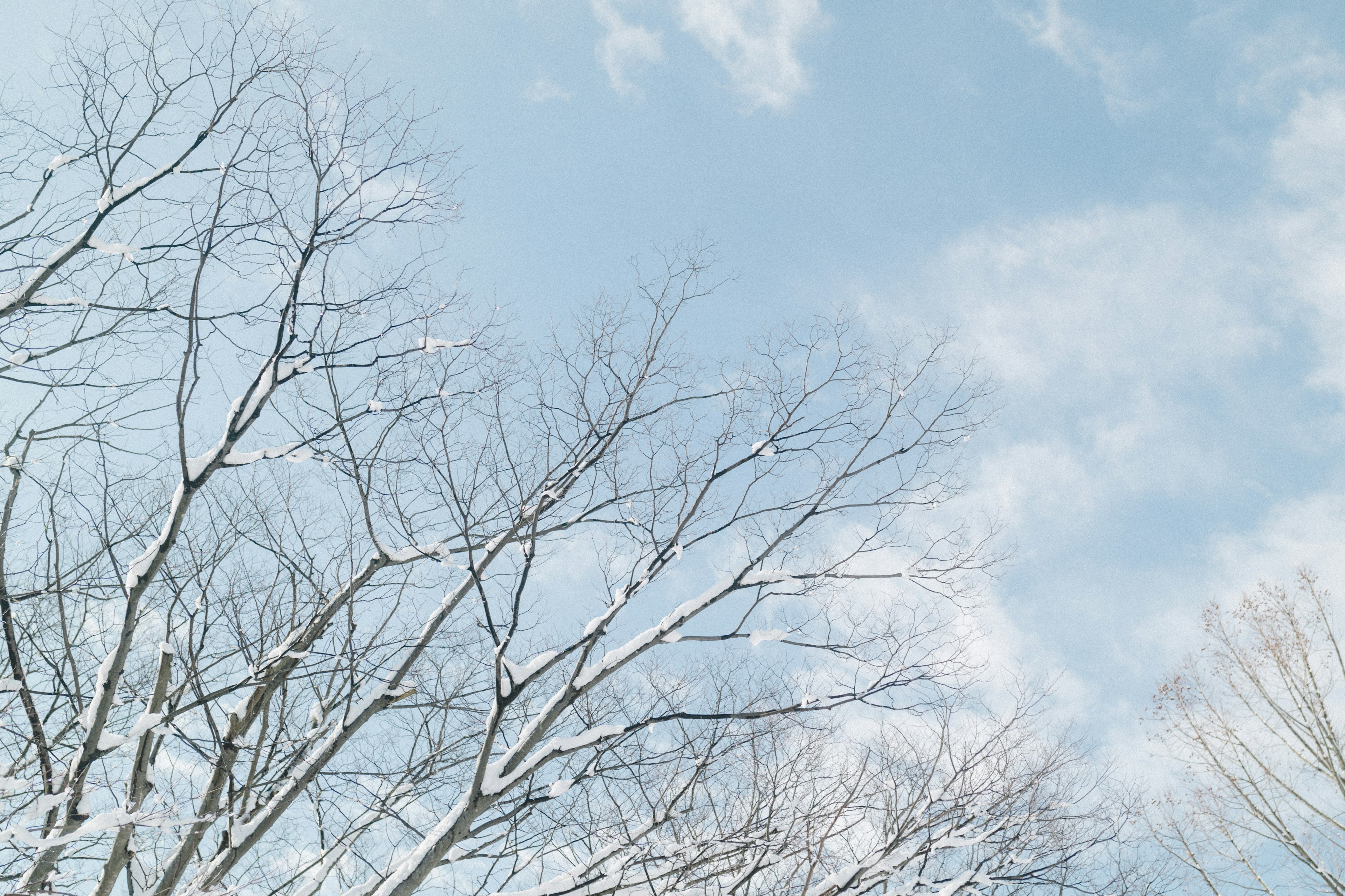 Snow-covered tree branches against a blue sky