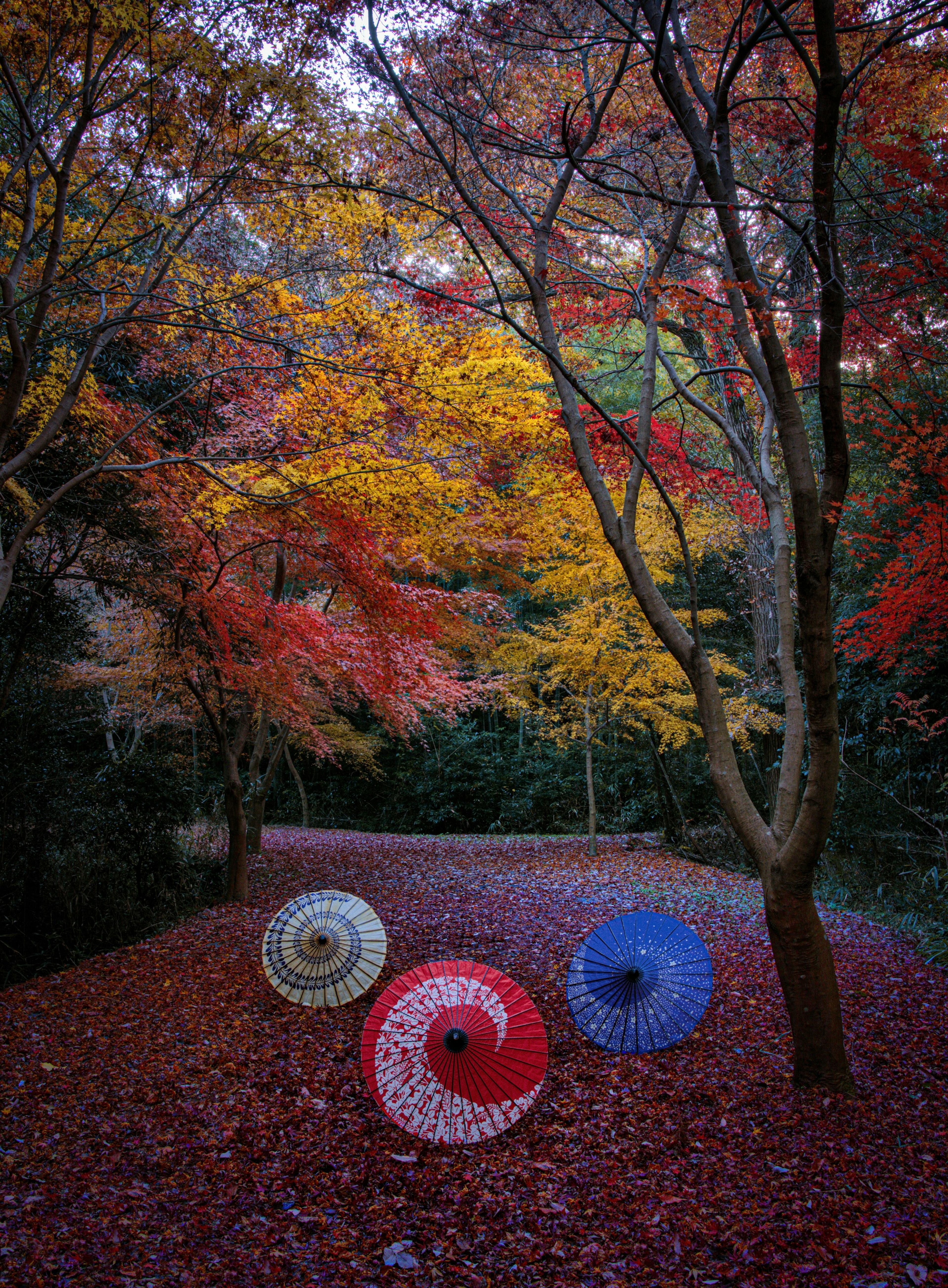 色鮮やかな紅葉の中に置かれた三つの傘赤い青い白い傘と落ち葉の道