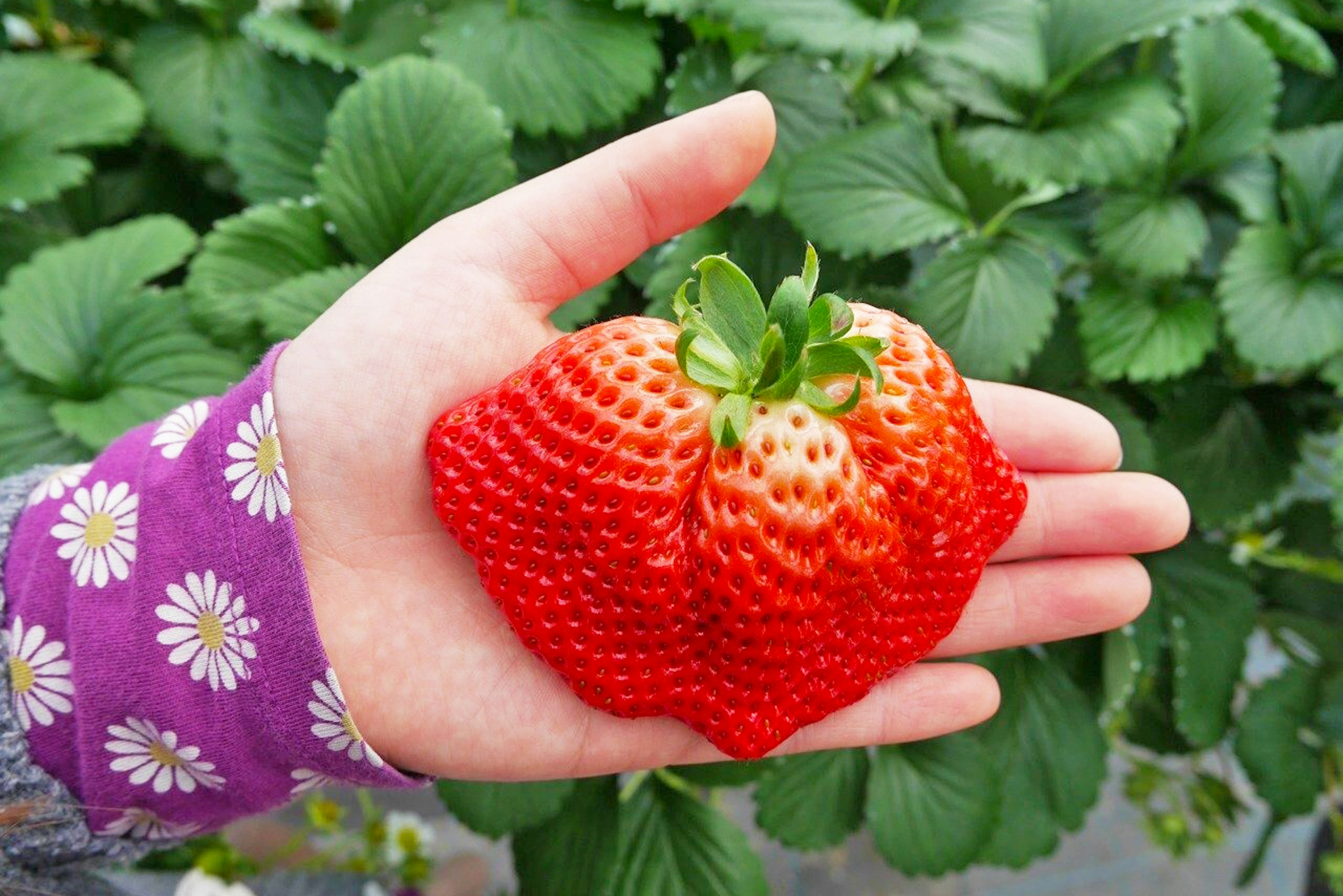 Donna che tiene una grande fragola nella mano con una manica viola