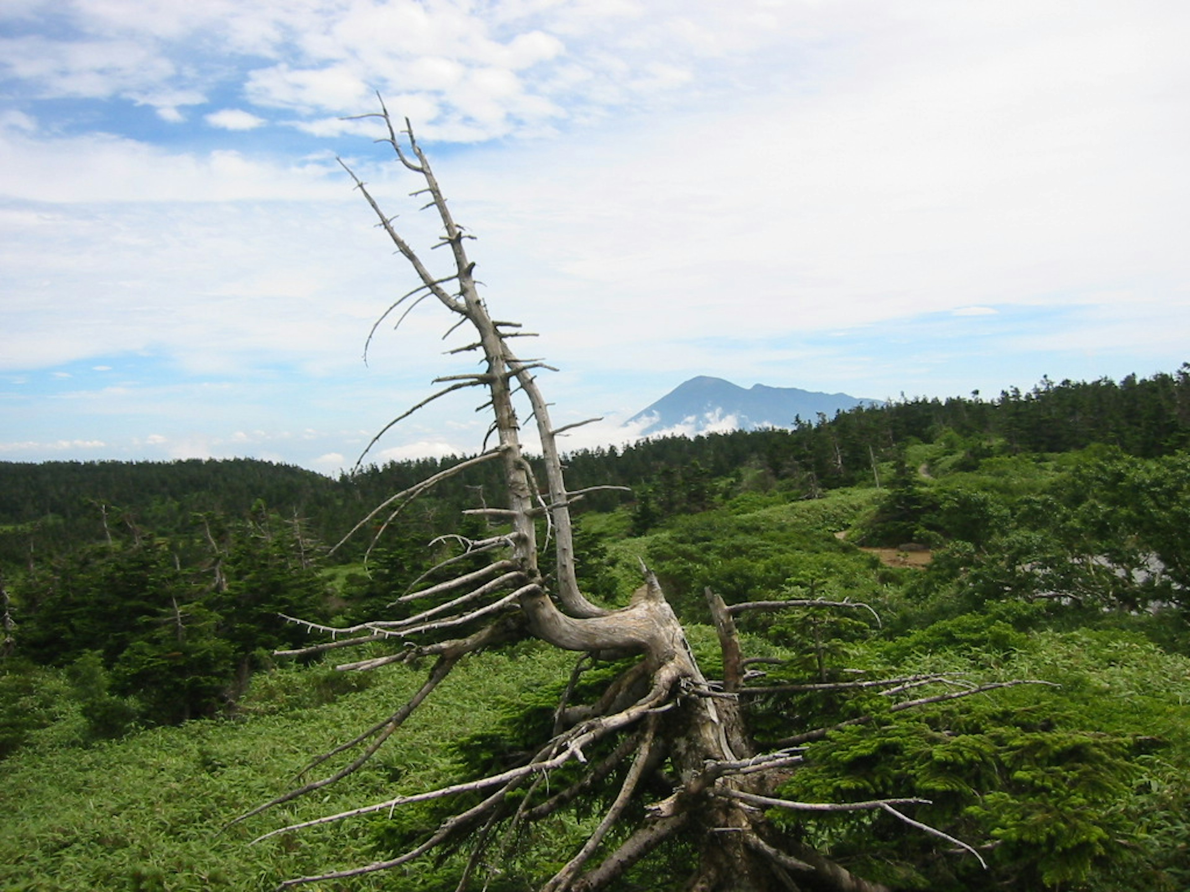 Pemandangan cabang pohon mati dengan rumput hijau dan Gunung Fuji di latar belakang