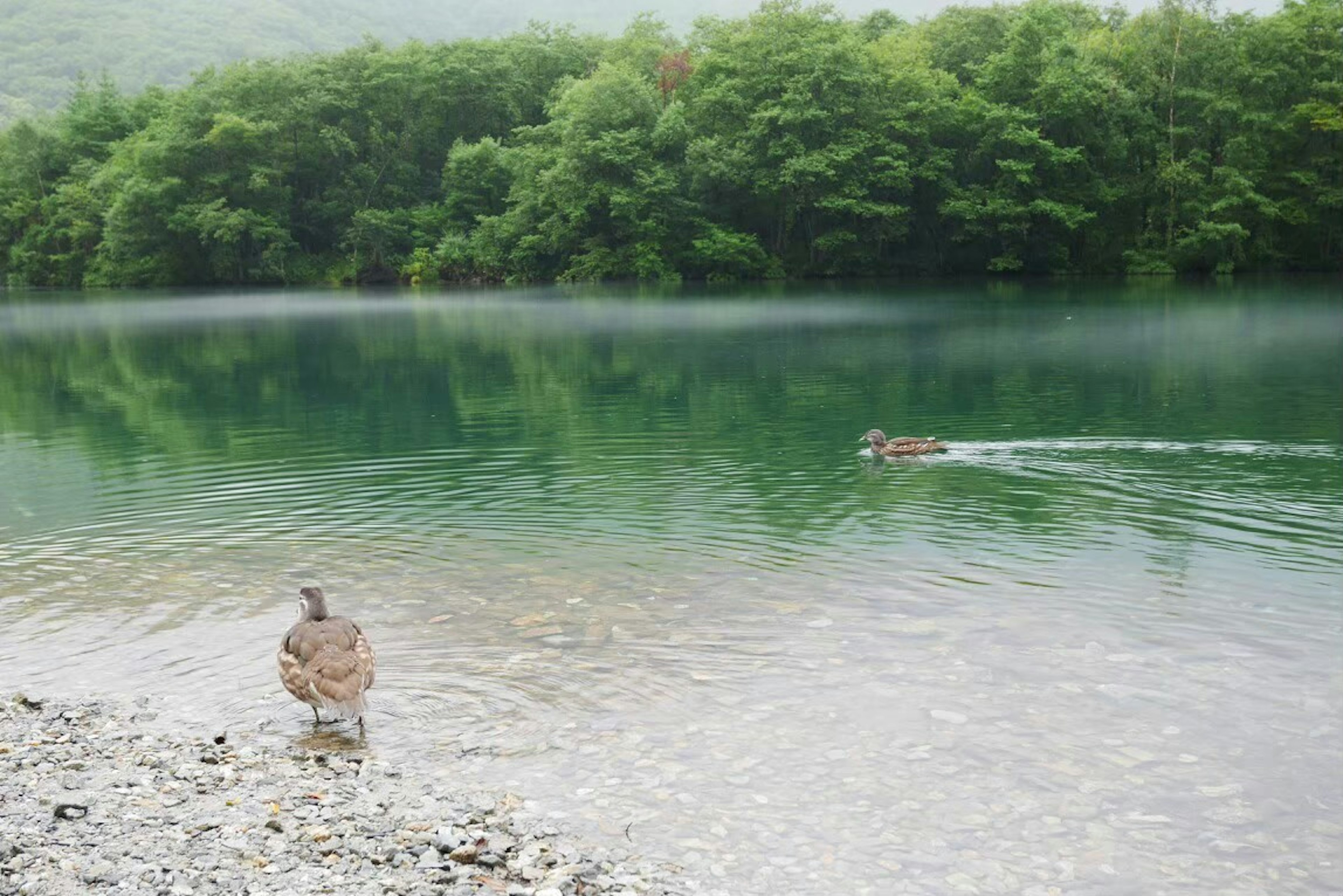 Eine ruhige Seeszene mit einer Ente und üppigen grünen Bäumen