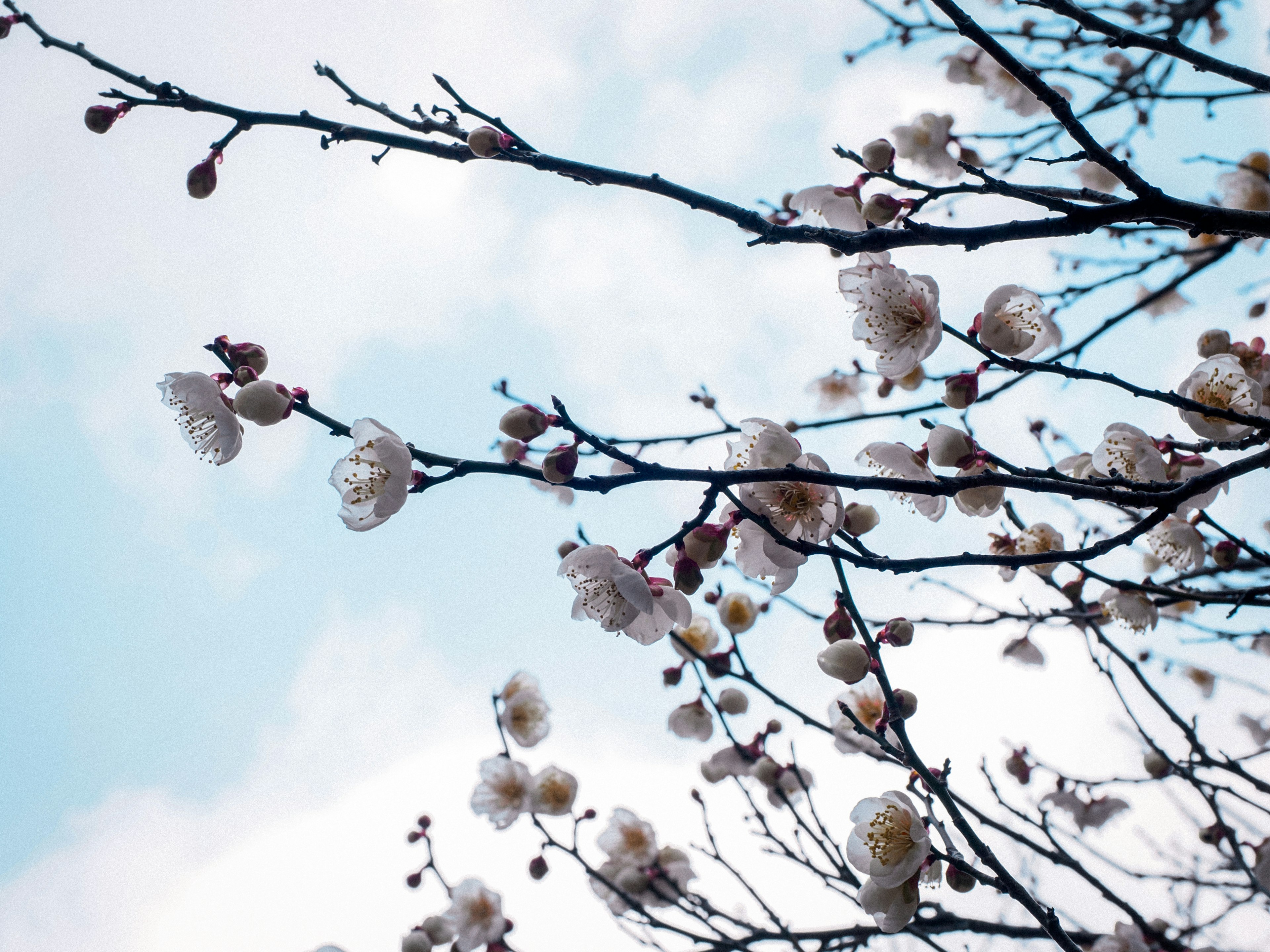 Zweige mit weißen Blüten vor blauem Himmel