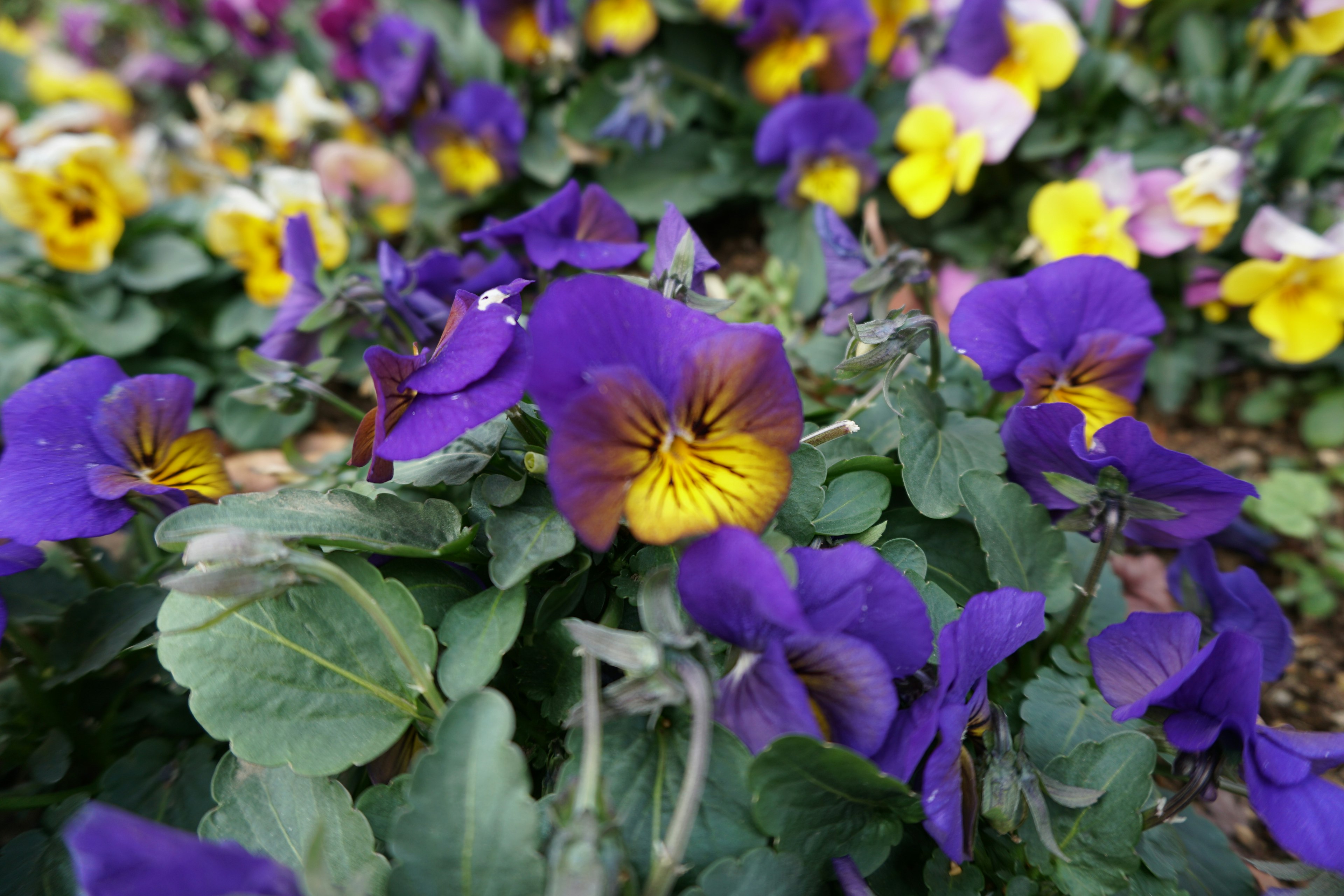 Cluster of purple and yellow pansy flowers