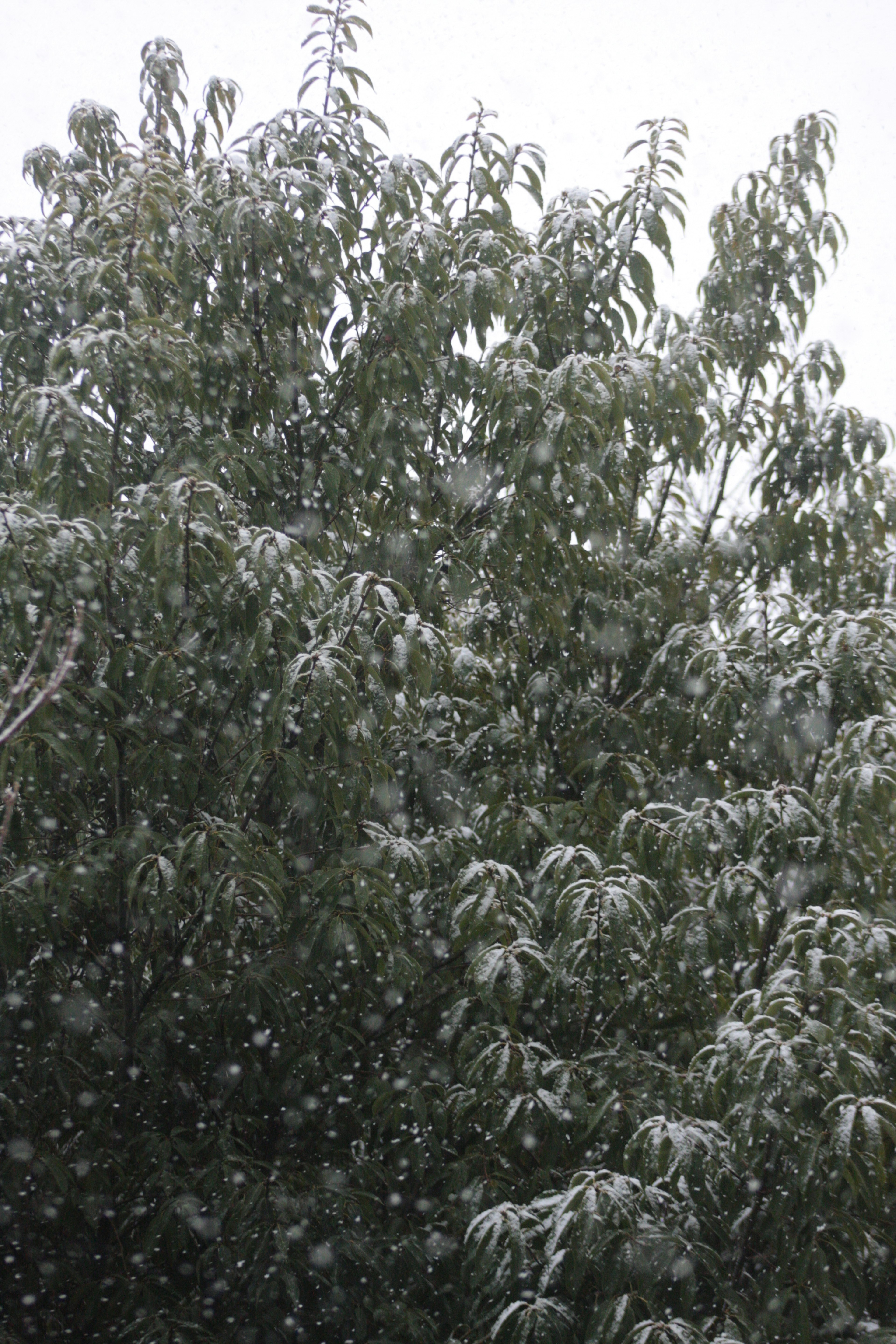 Grüne Baumblätter bedeckt mit Schnee während des Schneefalls