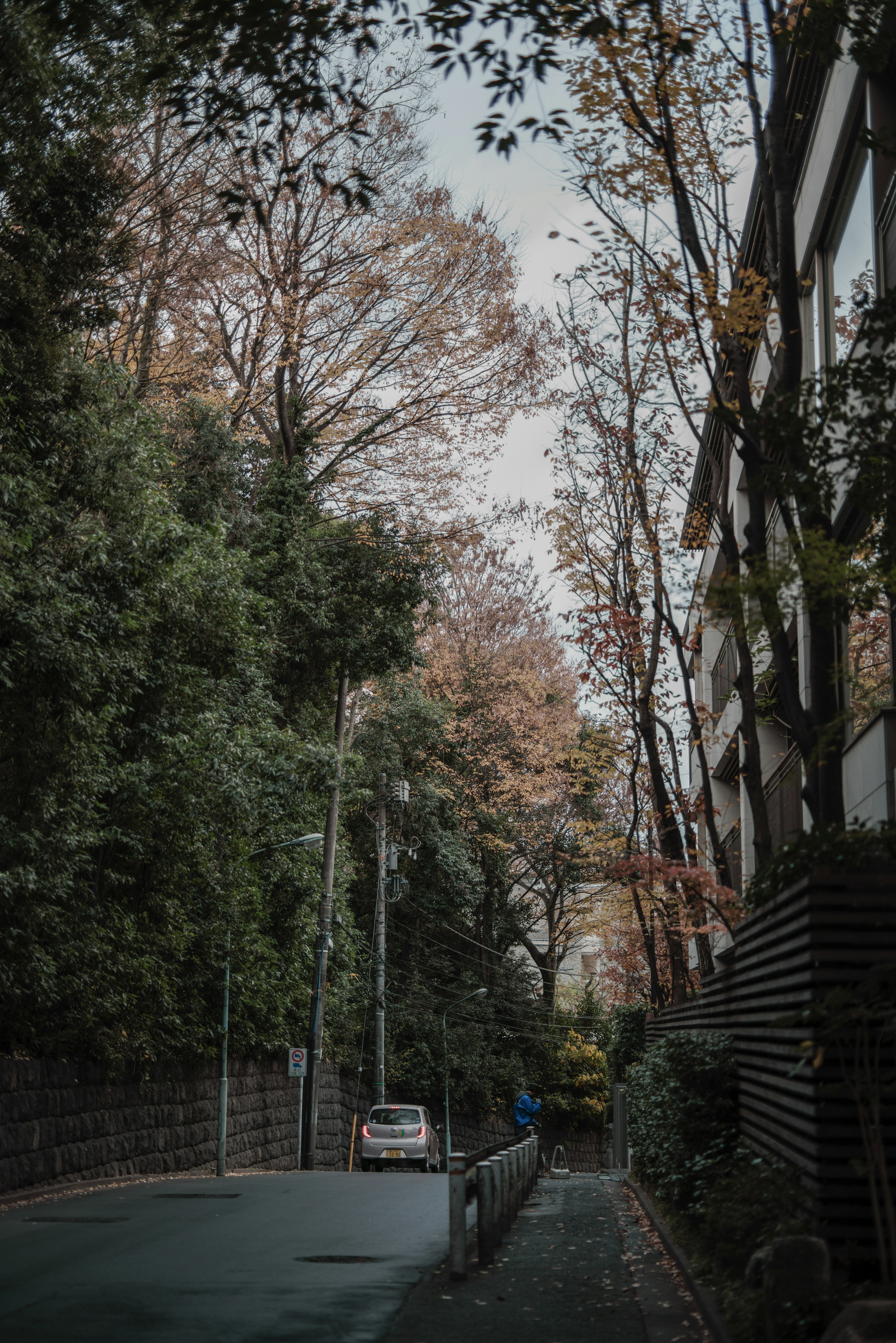 秋の木々が並ぶ静かな通りの風景