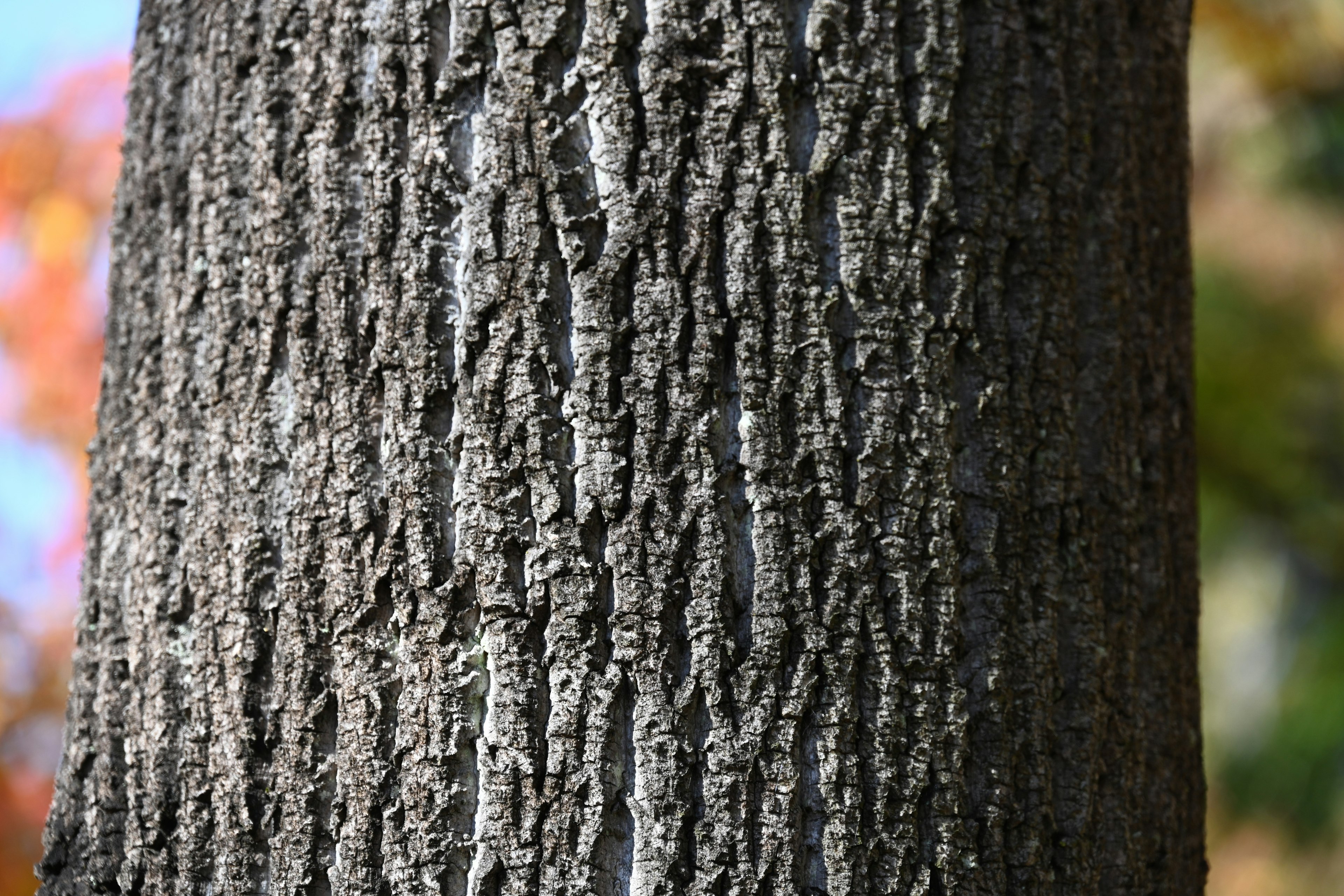 Detailed texture and pattern of a tree trunk