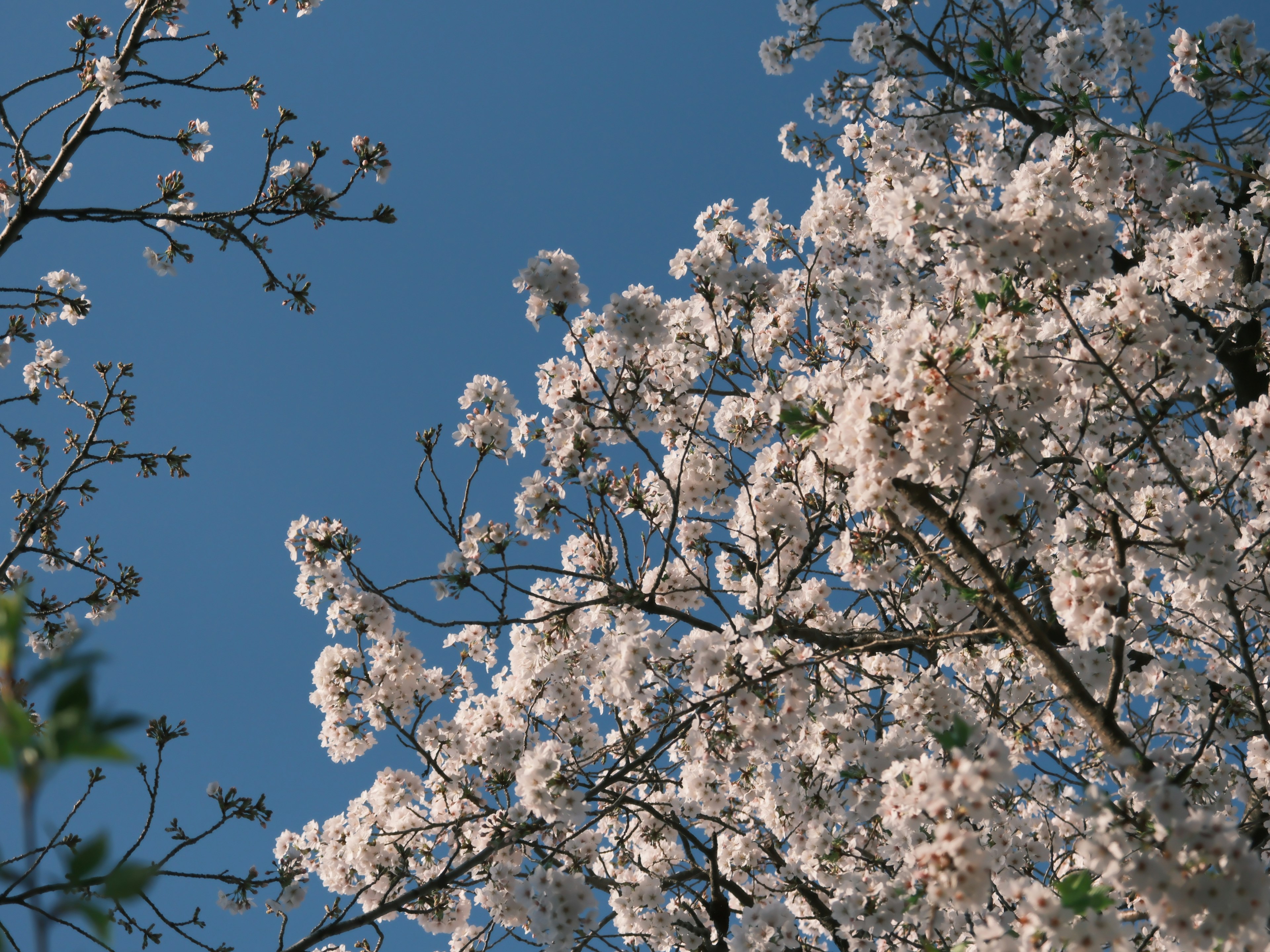 Bunga sakura putih di latar belakang langit biru