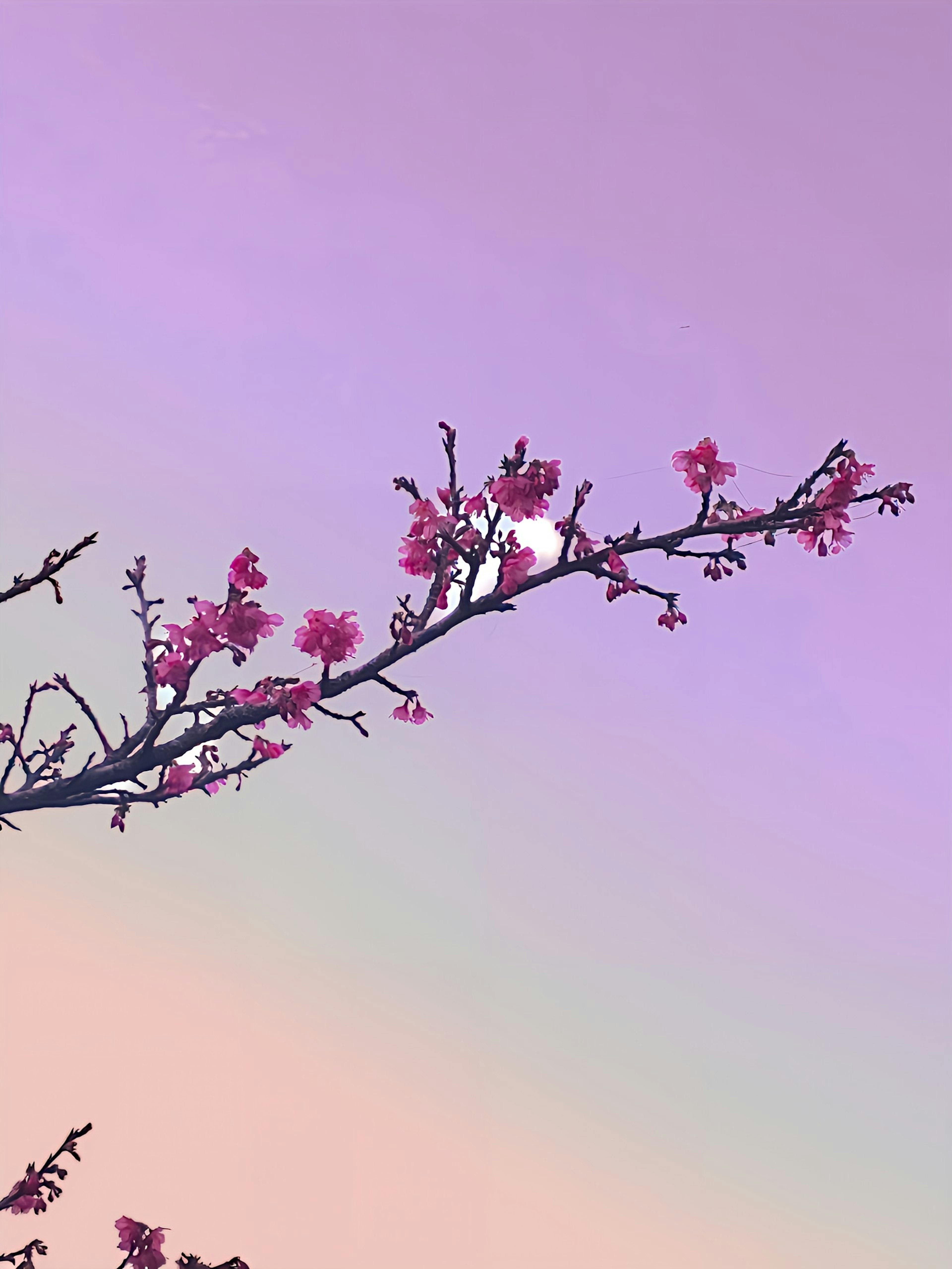 Branch with cherry blossoms against a soft purple background