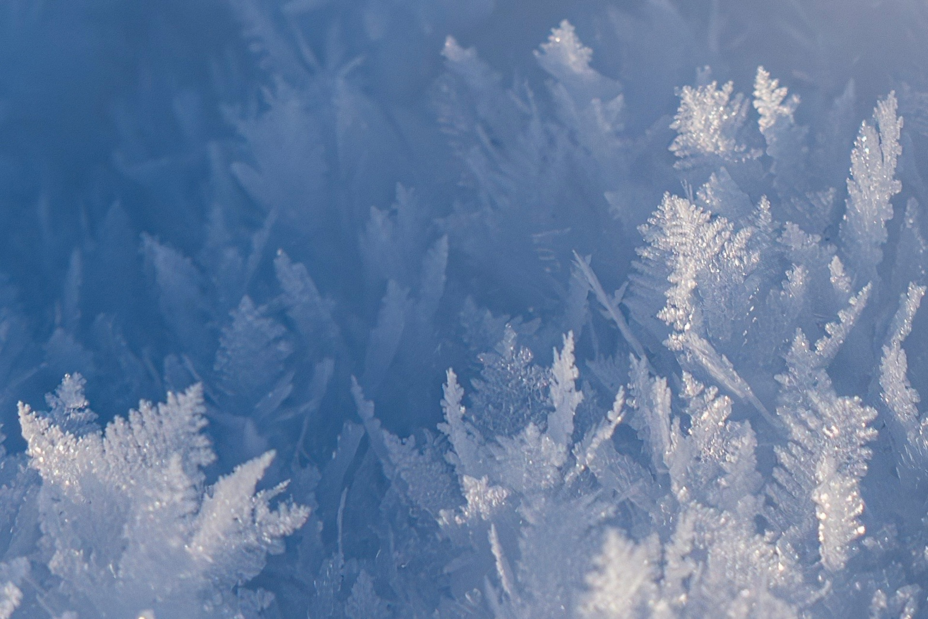 Zarte Frostkristalle breiten sich über einen blauen Hintergrund aus