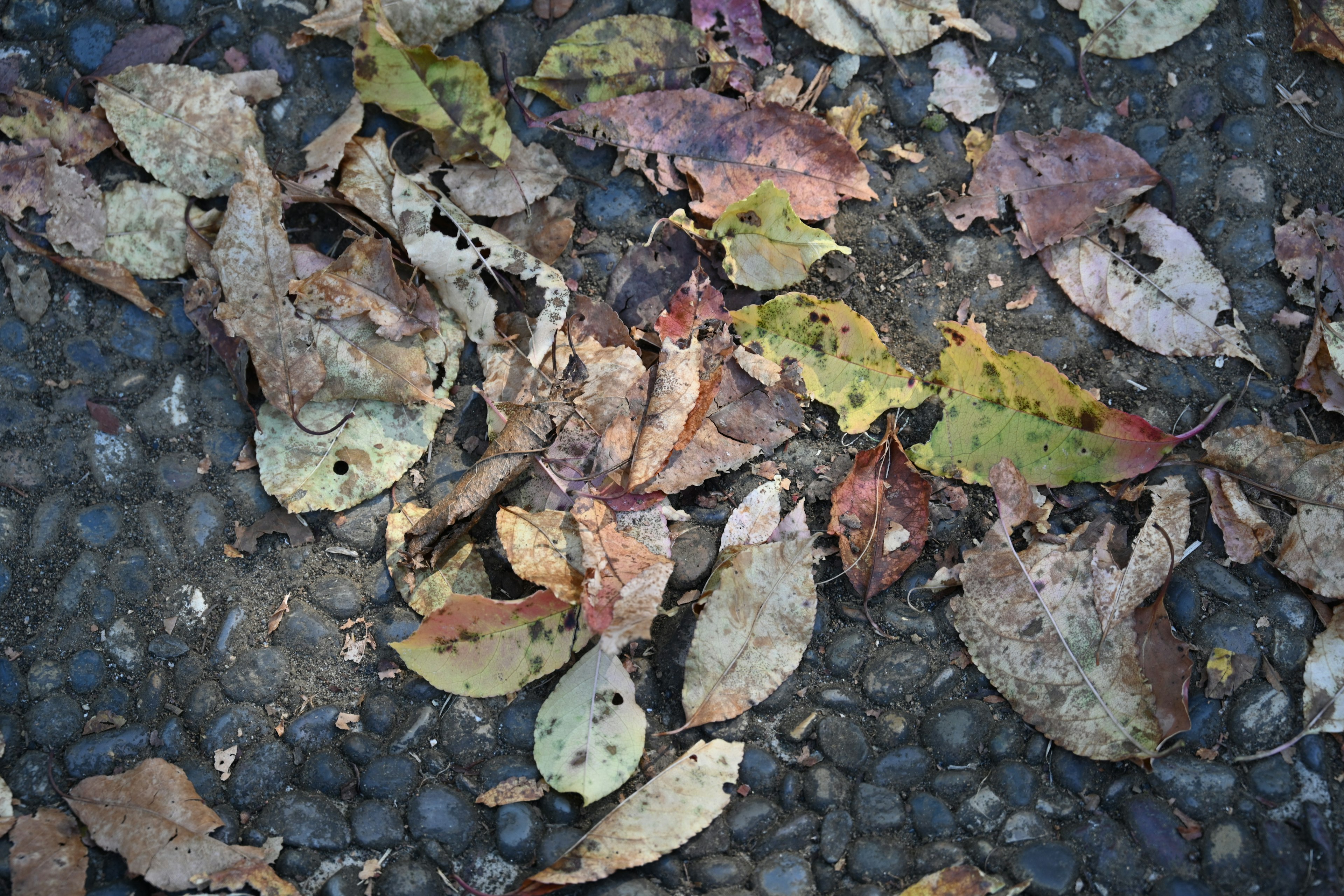 Colorful leaves scattered on the ground