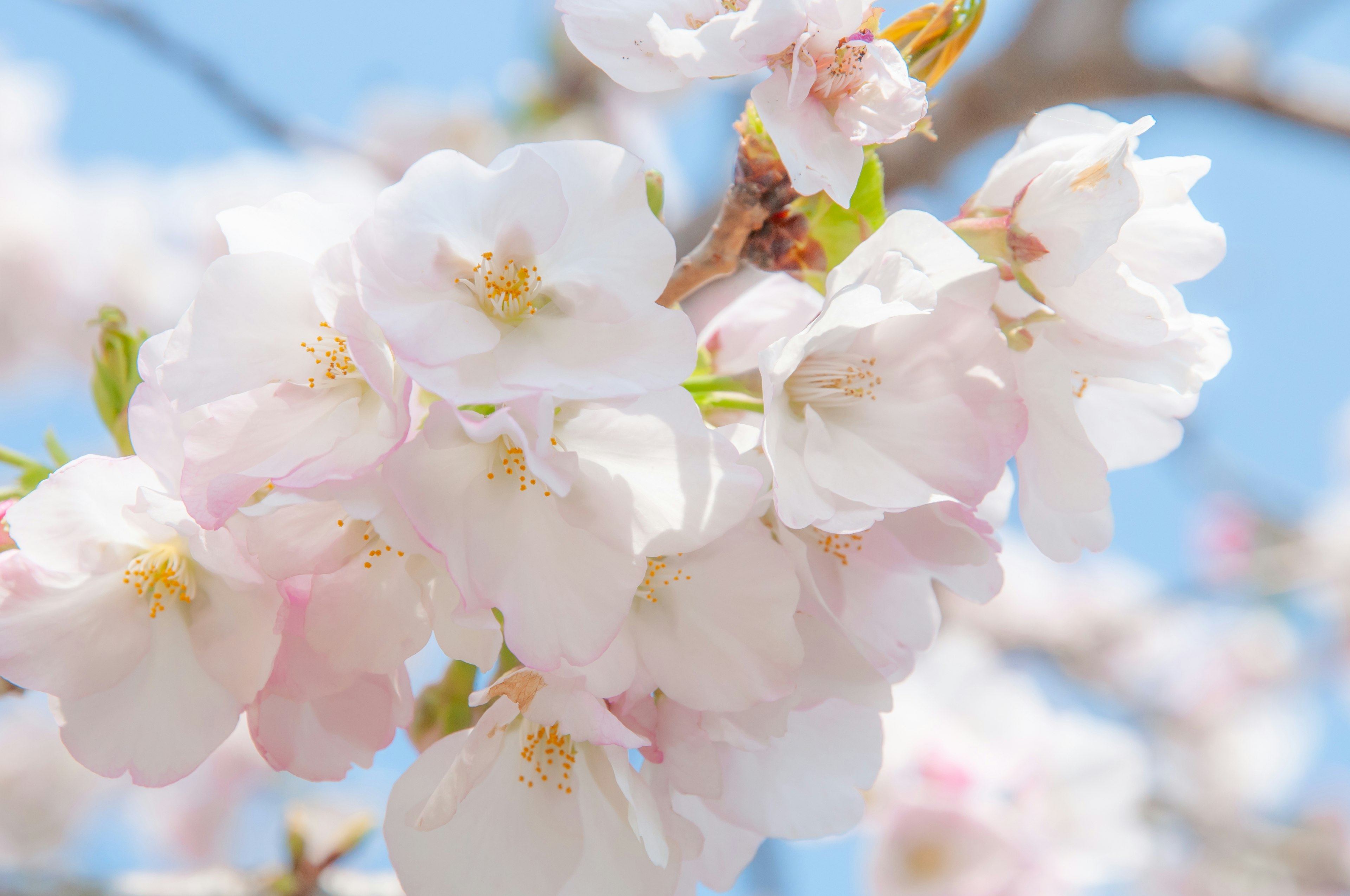 Kirschblüten blühen unter einem blauen Himmel