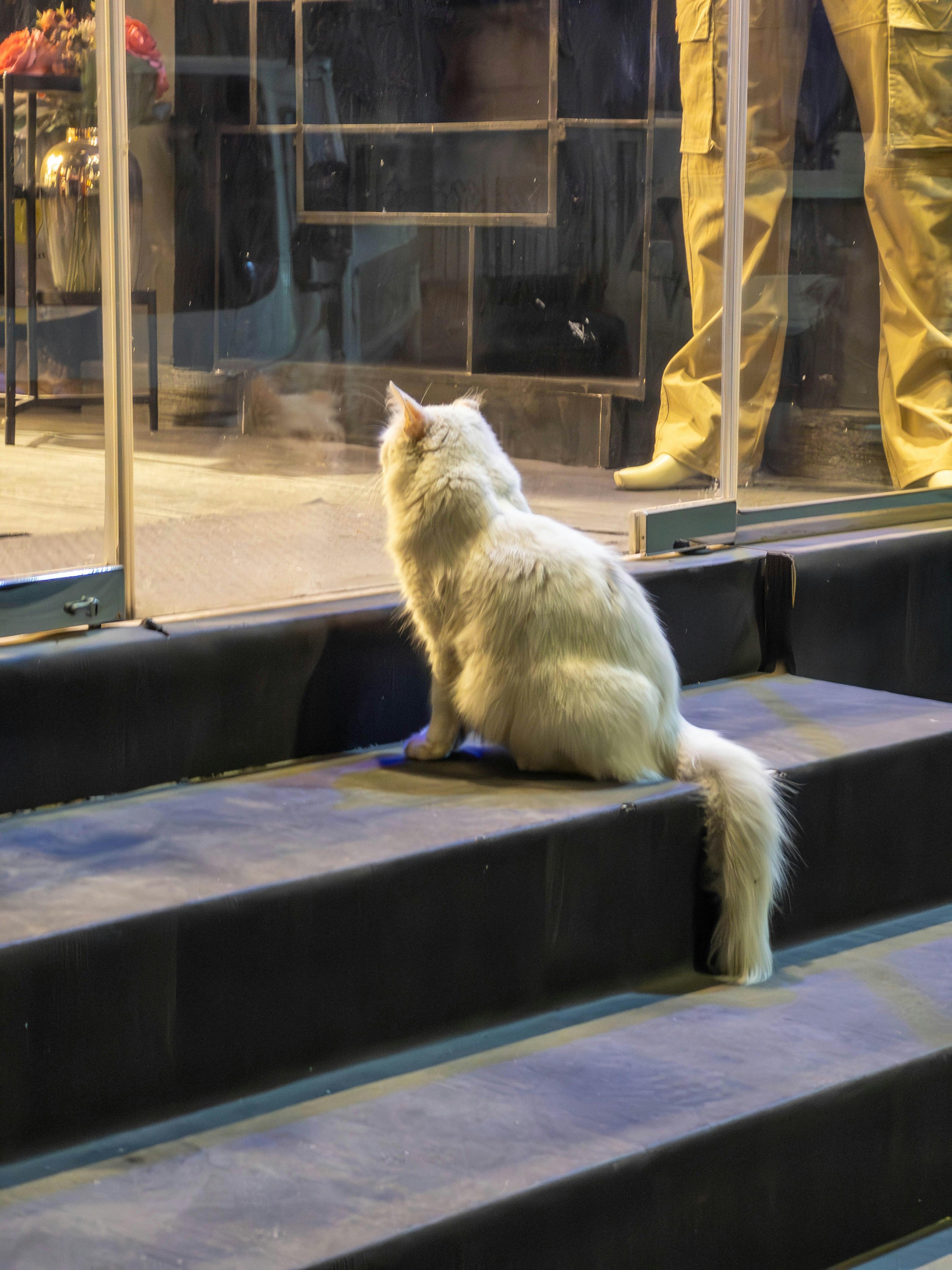 A white cat sitting on stairs looking through glass