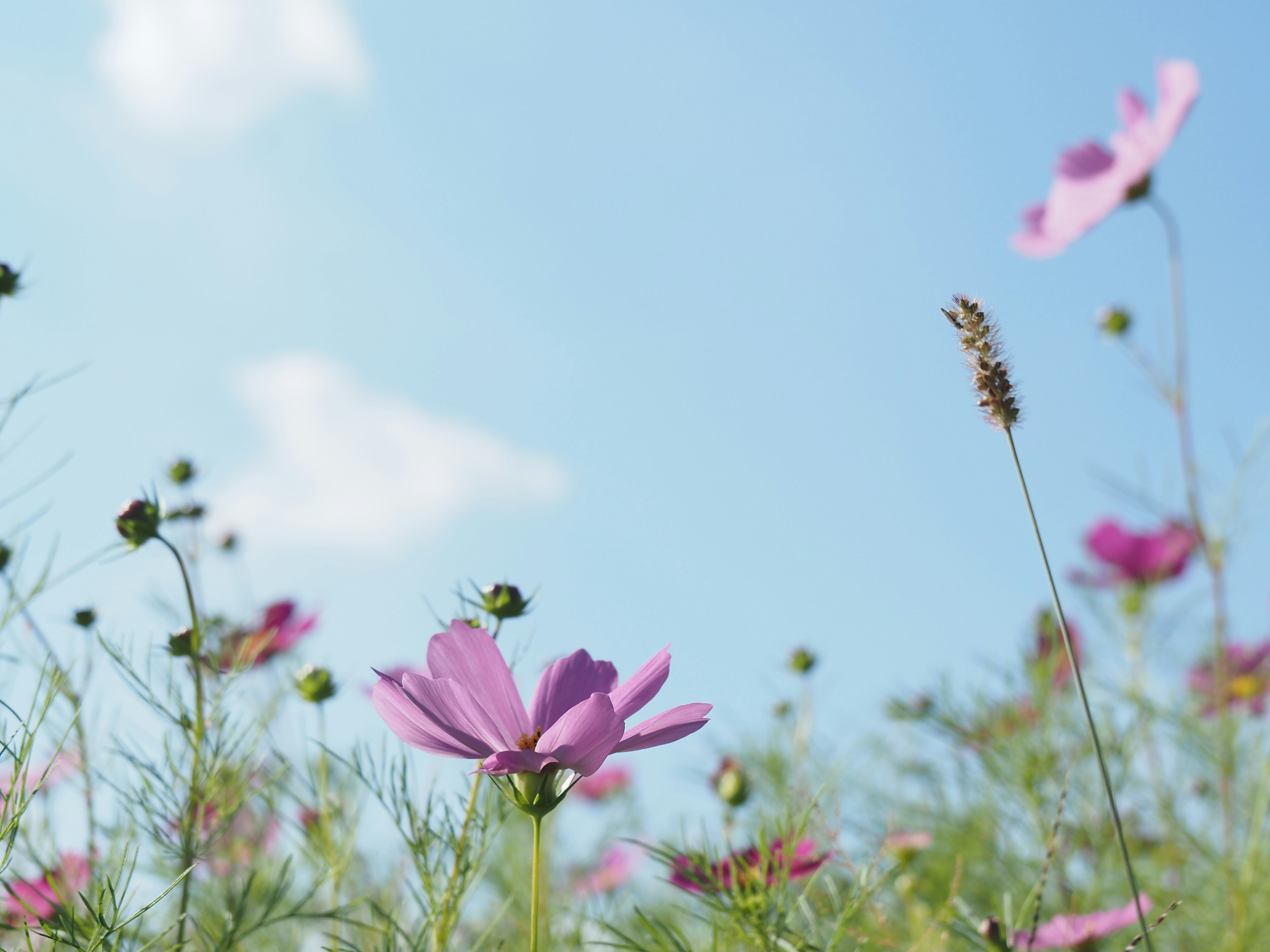 Un champ de fleurs de cosmos en fleurs sous un ciel bleu