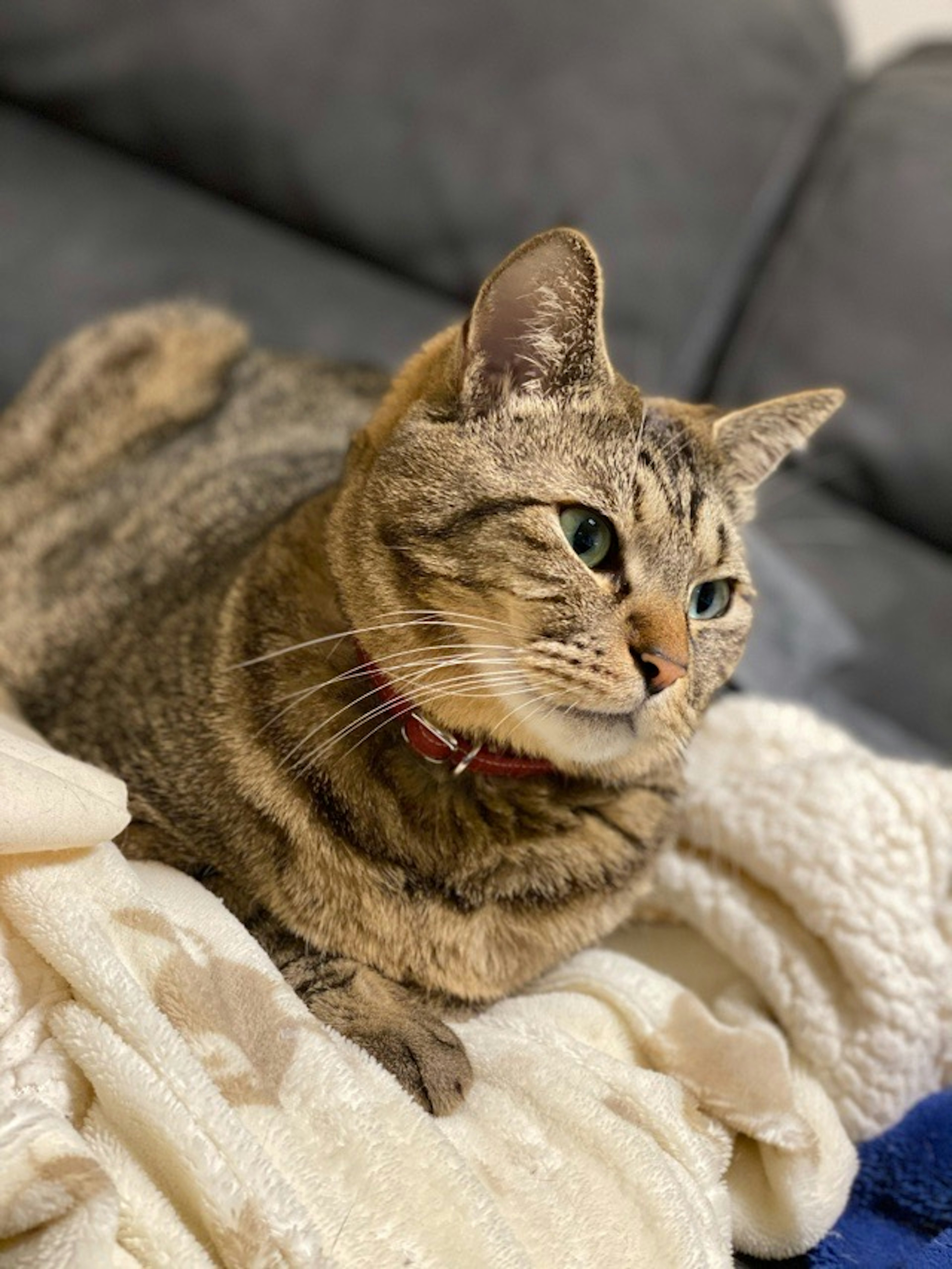 Brown striped cat resting on a blanket on a couch