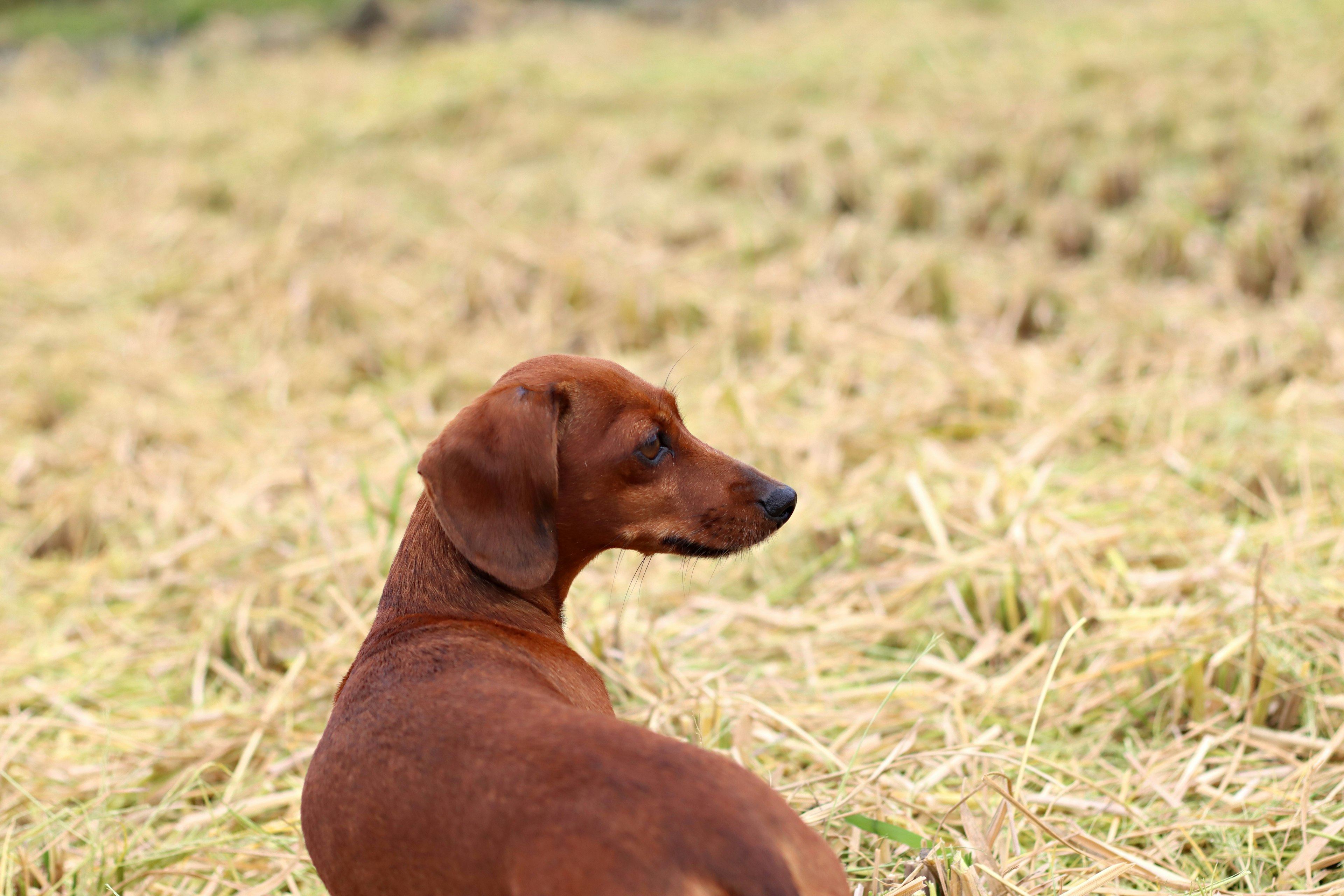 Chien brun assis dans un champ d'herbe sèche