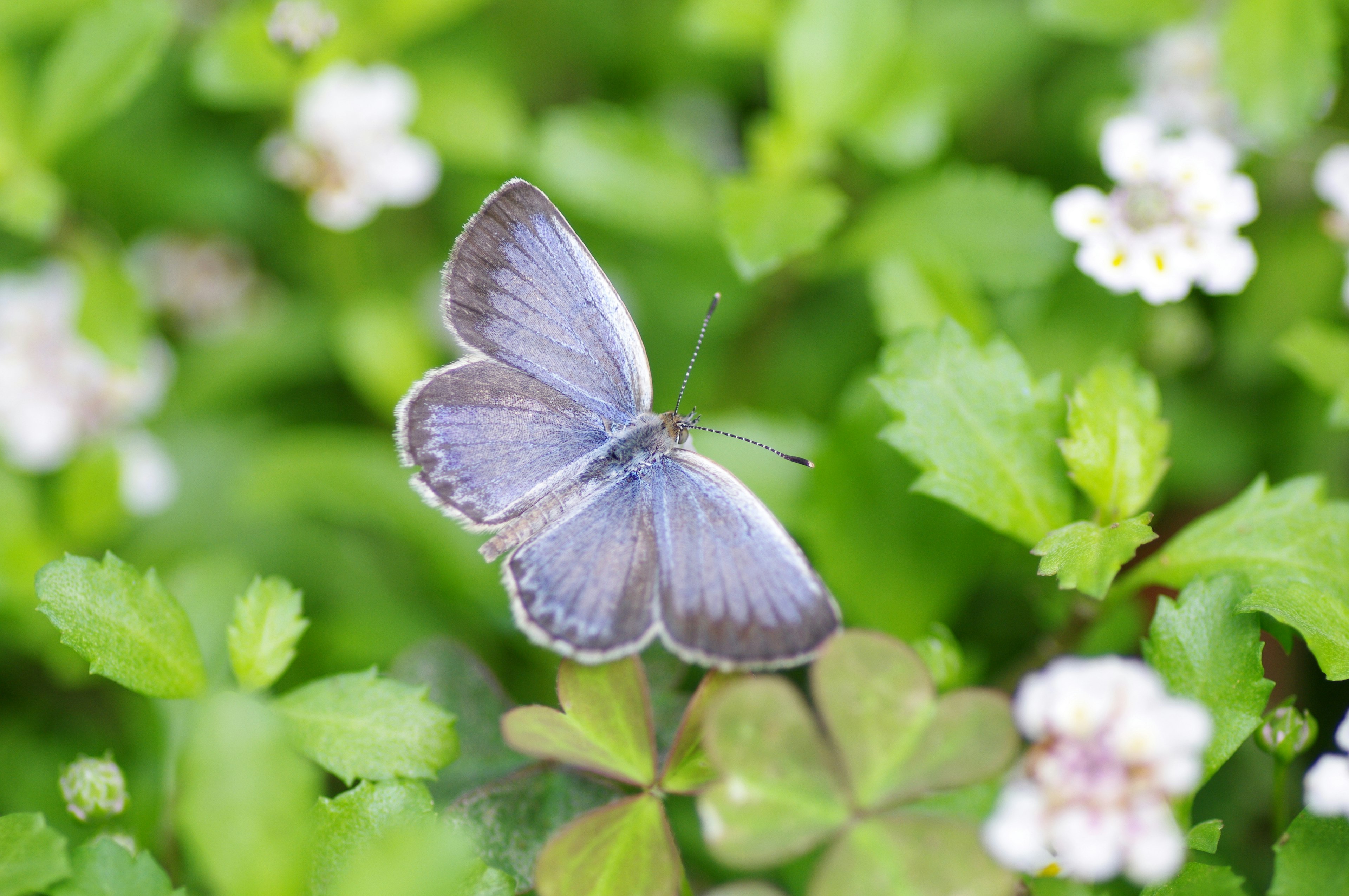 Ein blauer Schmetterling ruht sich zwischen grünen Blättern und weißen Blumen aus