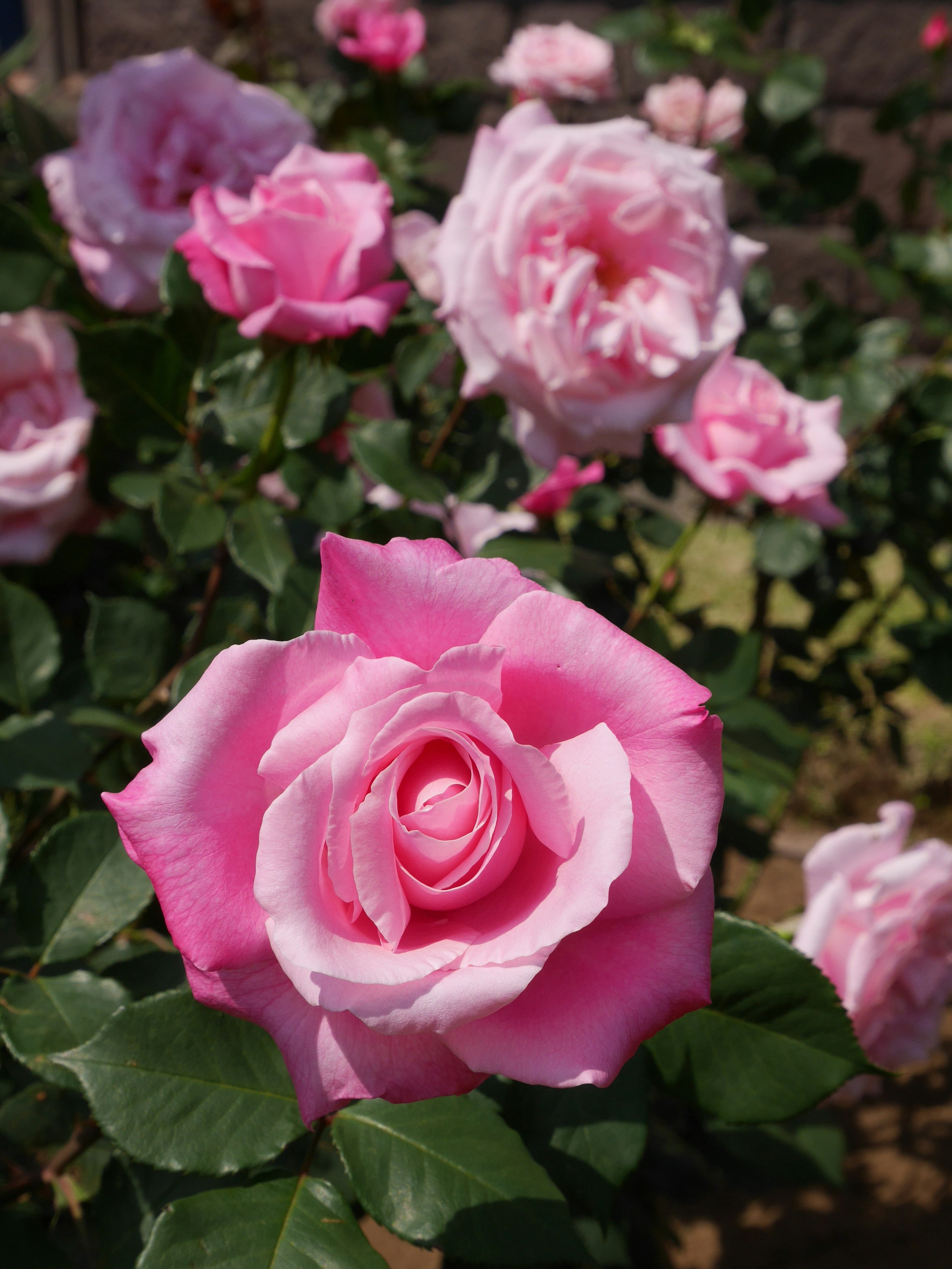 A garden scene with blooming pink roses