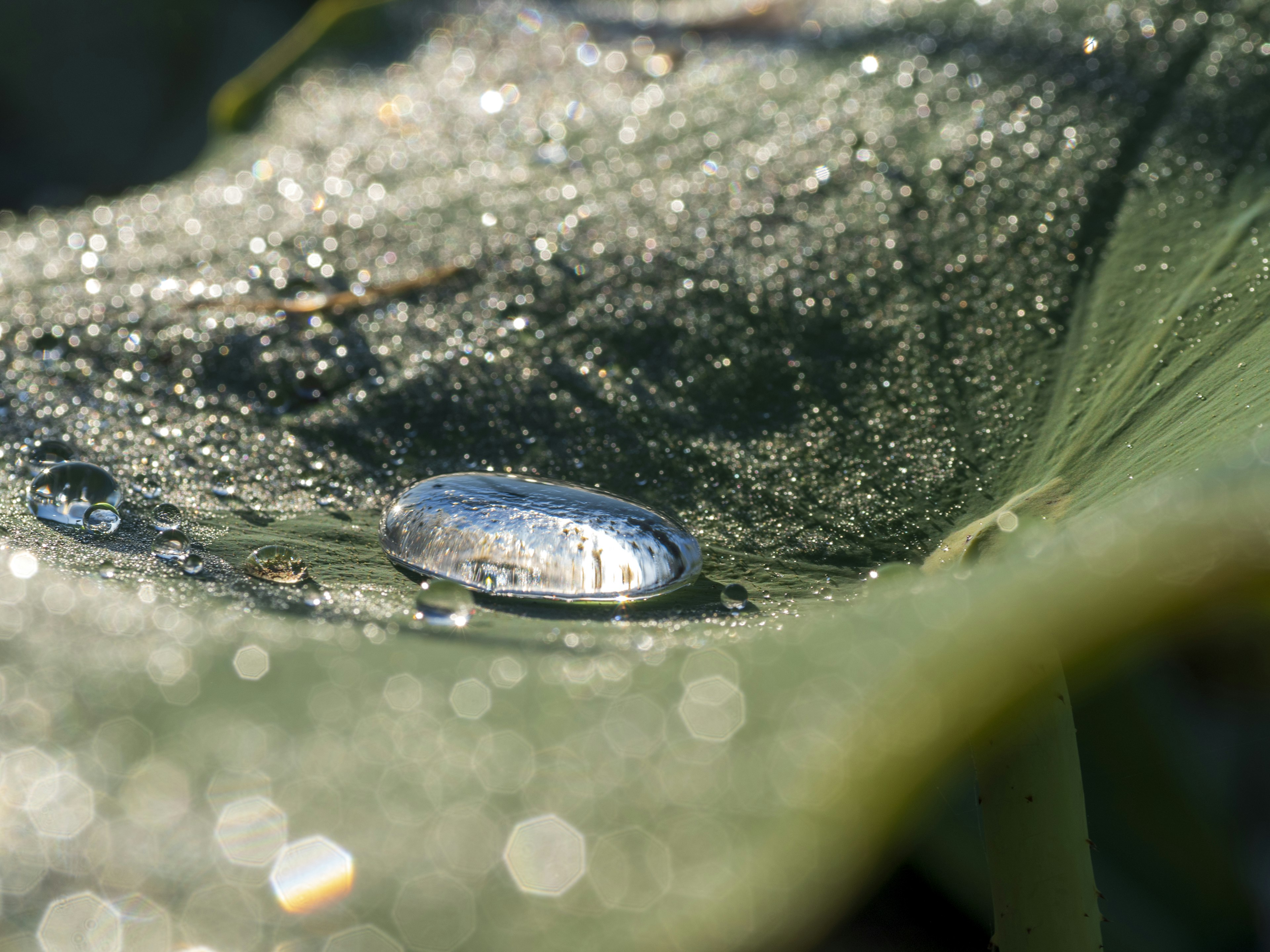 Ein Wassertropfen, der Licht auf einem grünen Blatt reflektiert