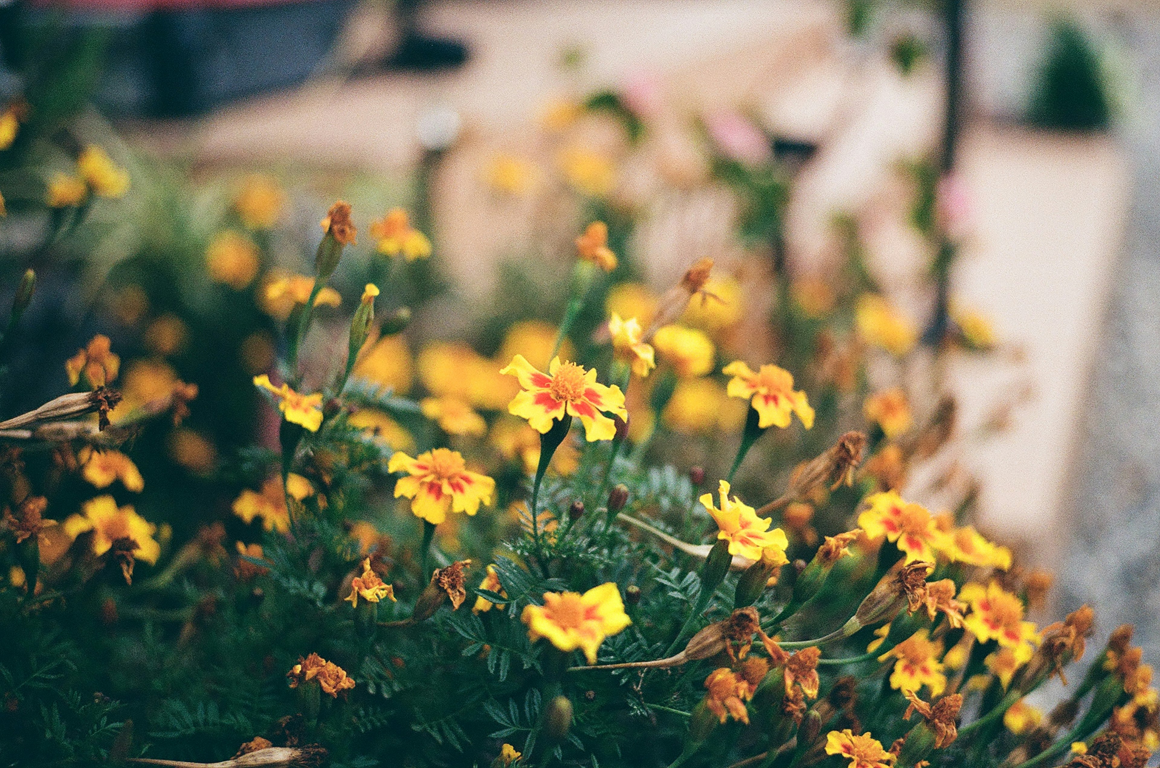 A vibrant scene of blooming yellow marigold flowers