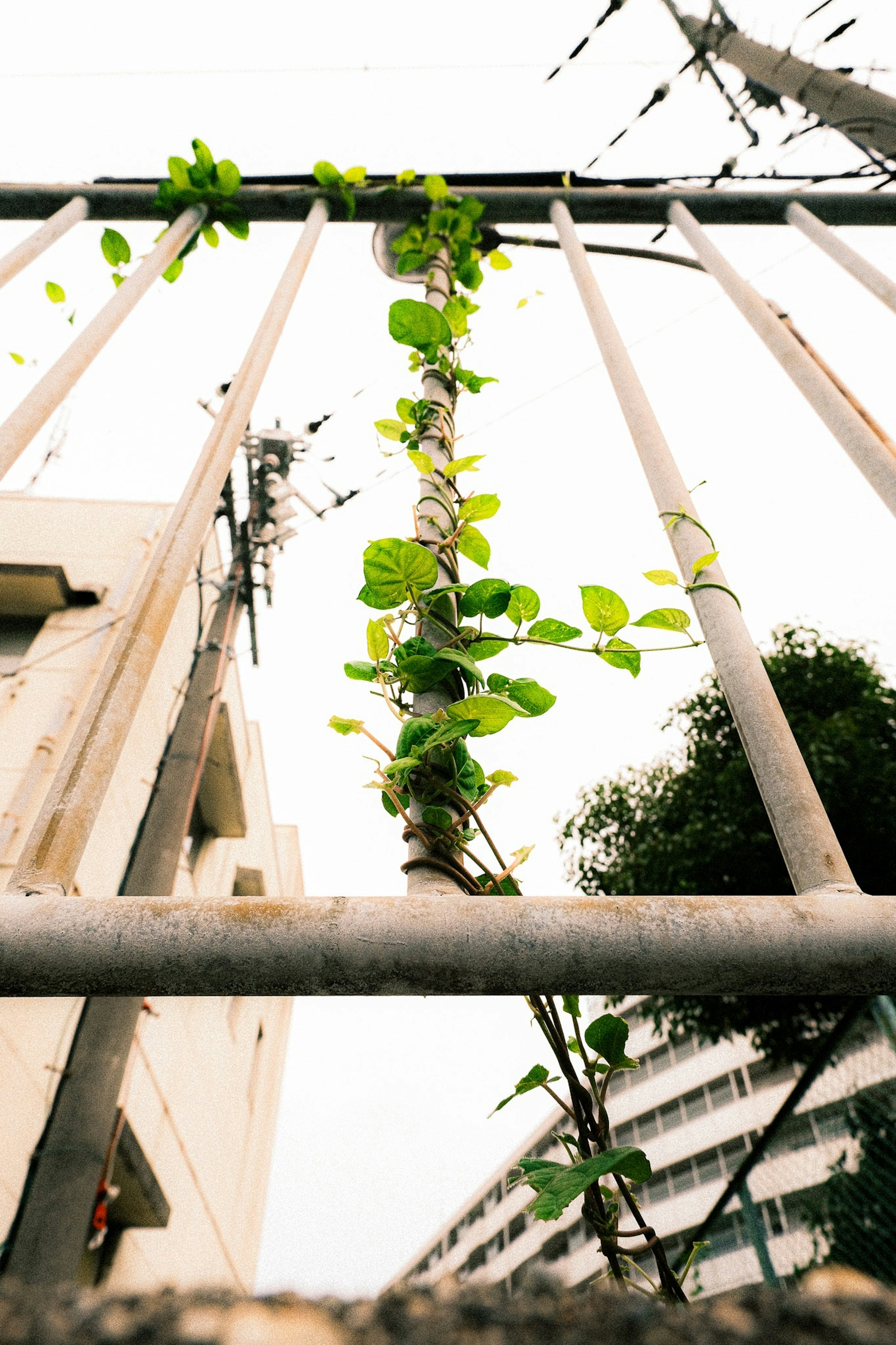 鉄柵に絡まる緑のつる植物のクローズアップ